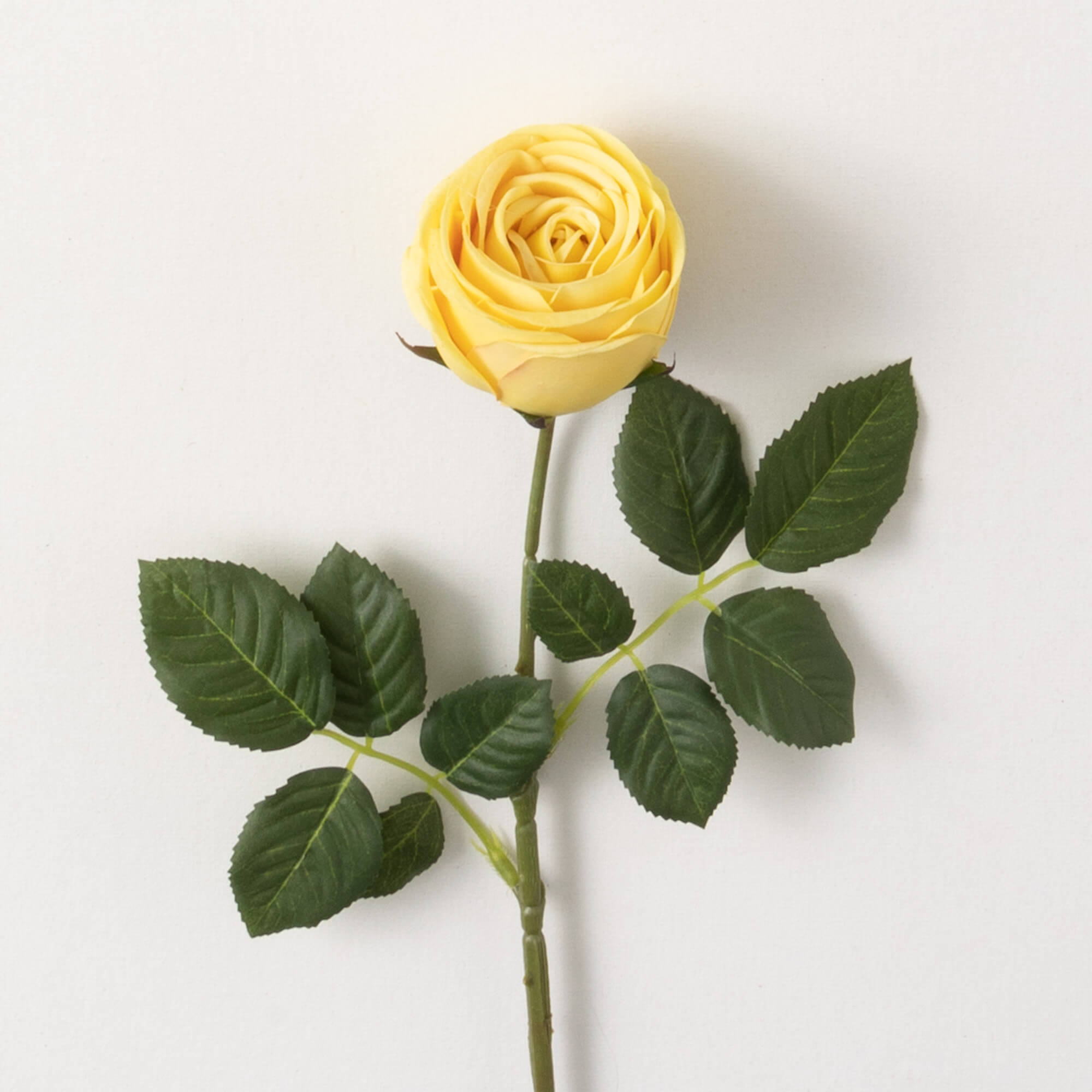 Yellow Rose