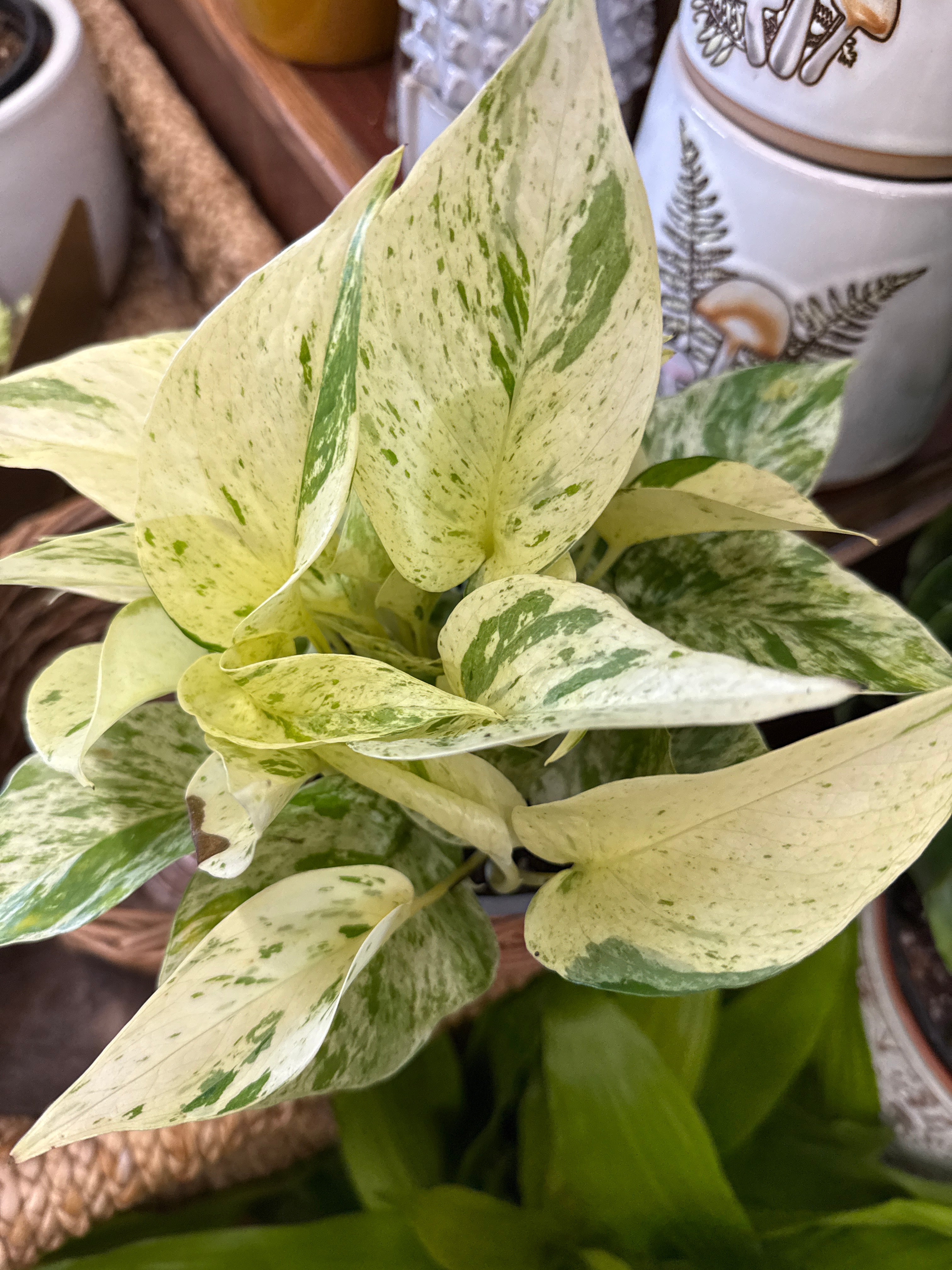 6in Pothos Snow Queen