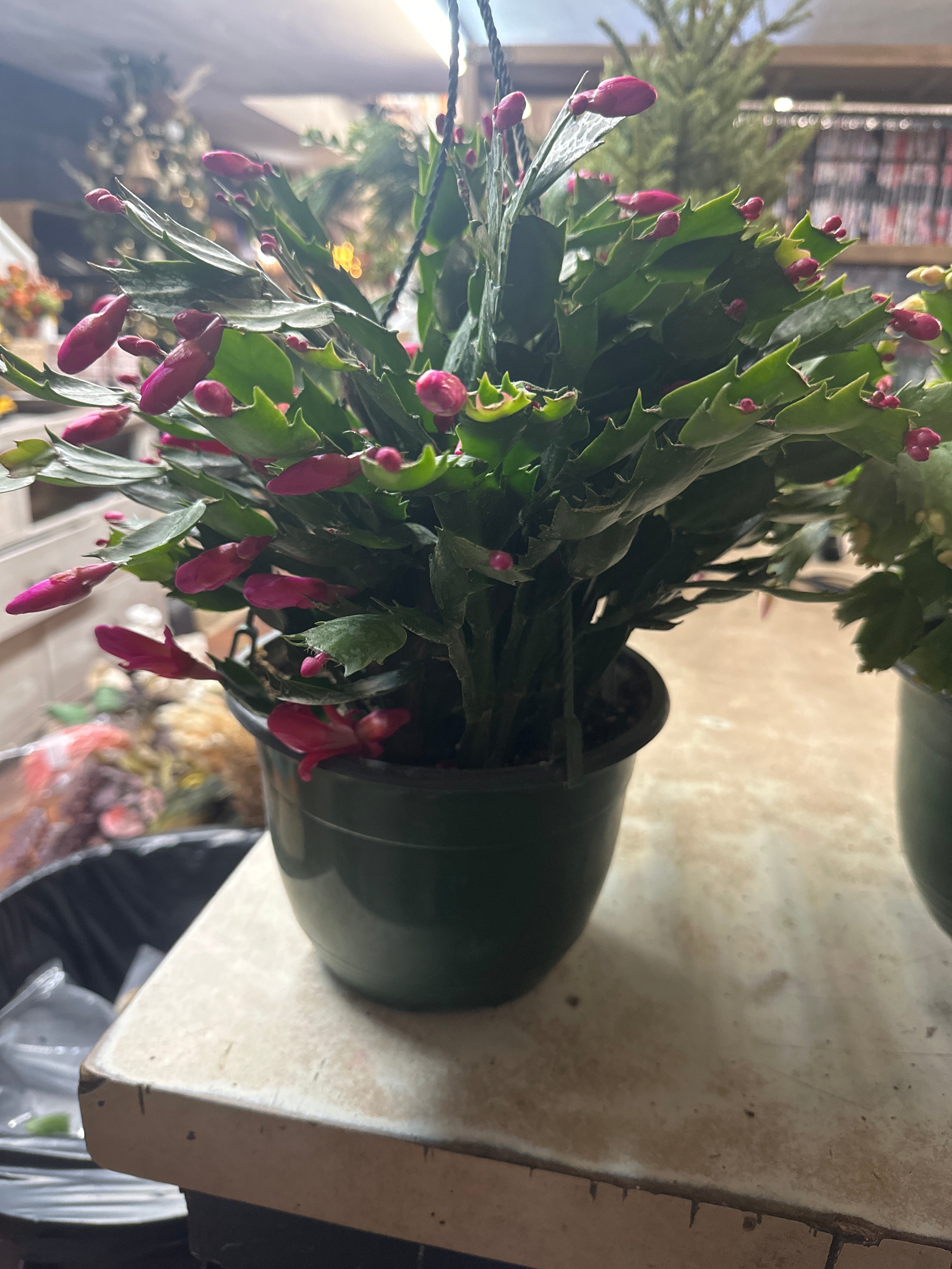 8in HB Christmas Cactus