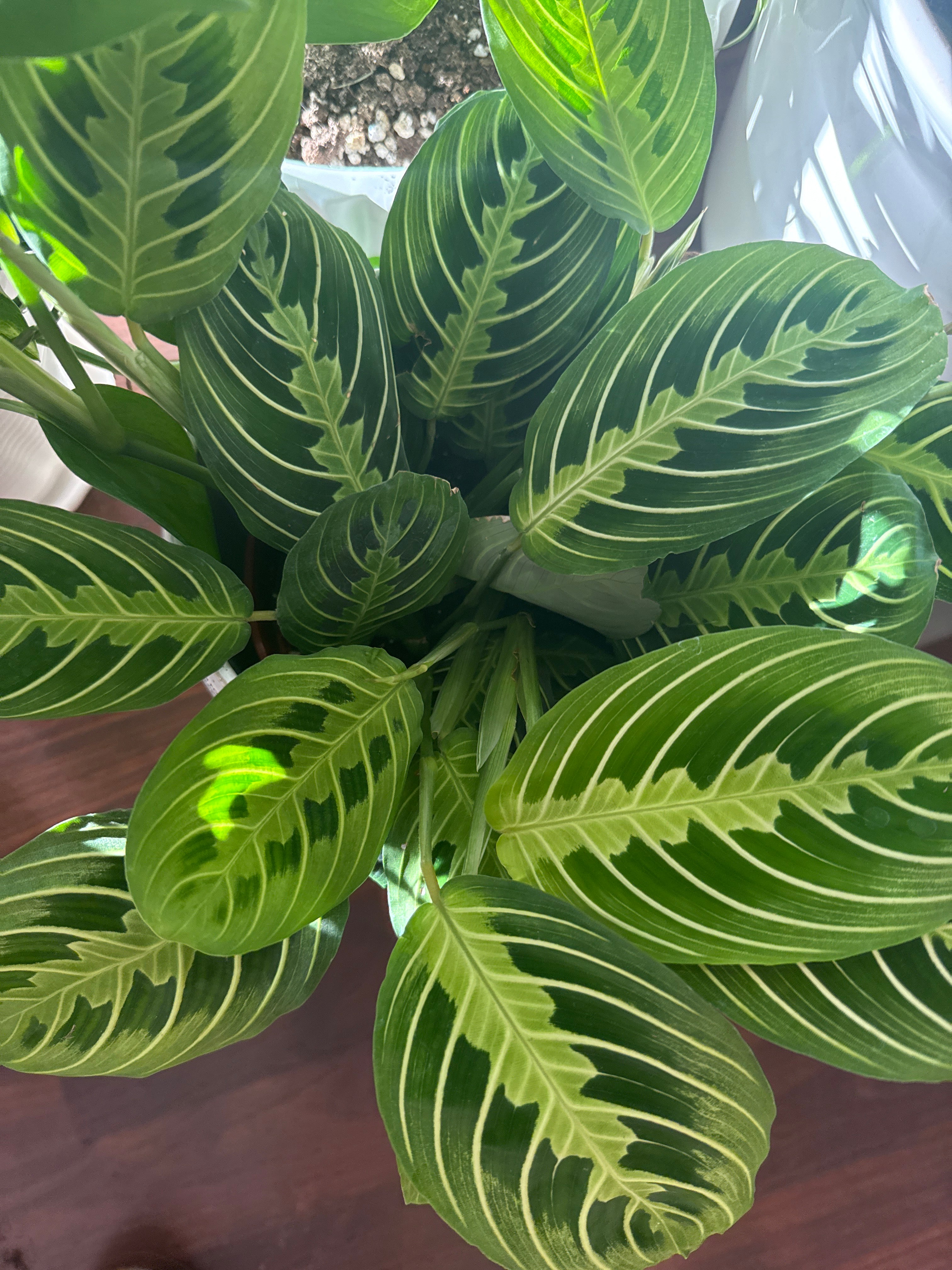 6in Lemon Lime Maranta