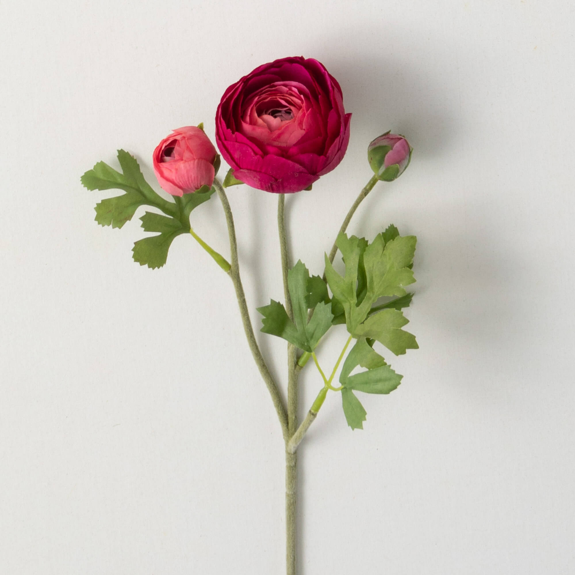 Pink Ranunculus