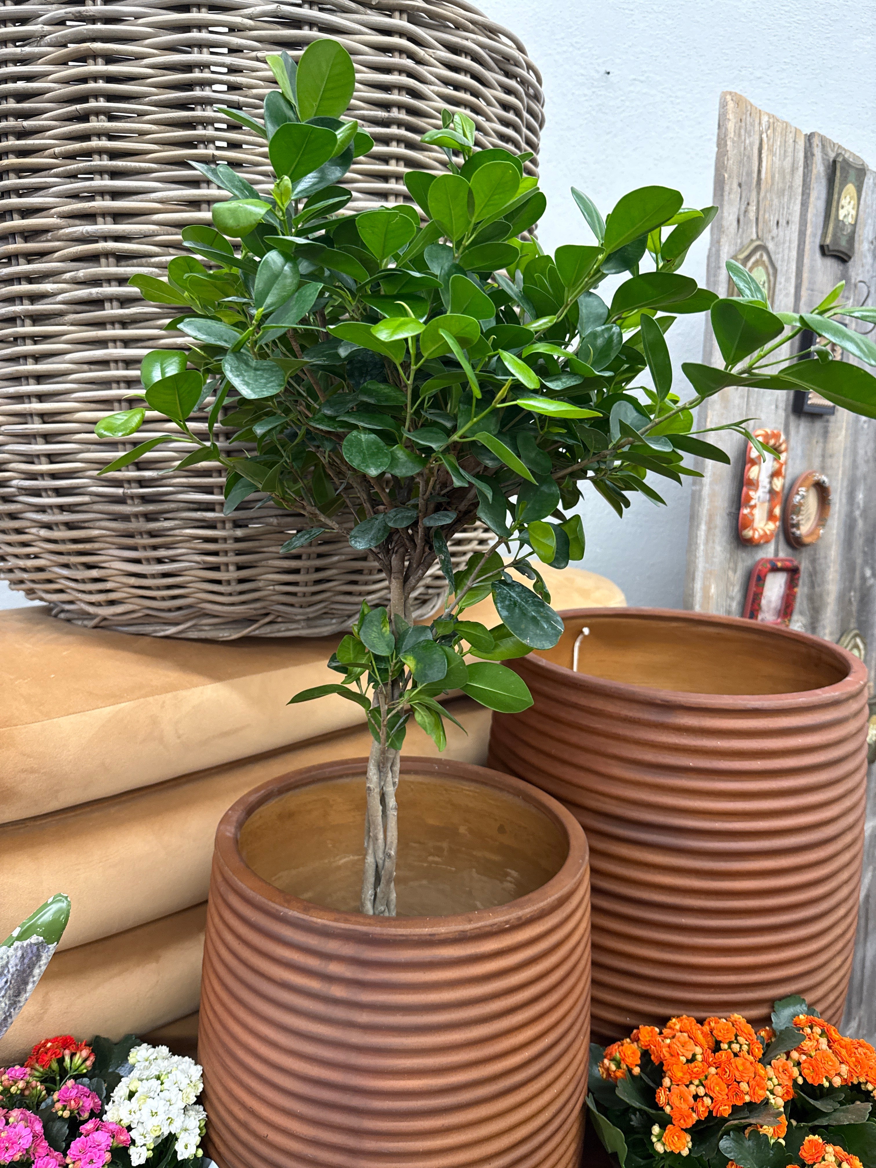 10in Ficus Daniella Braid