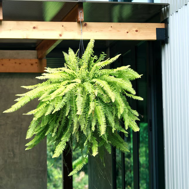 12in Boston Fern