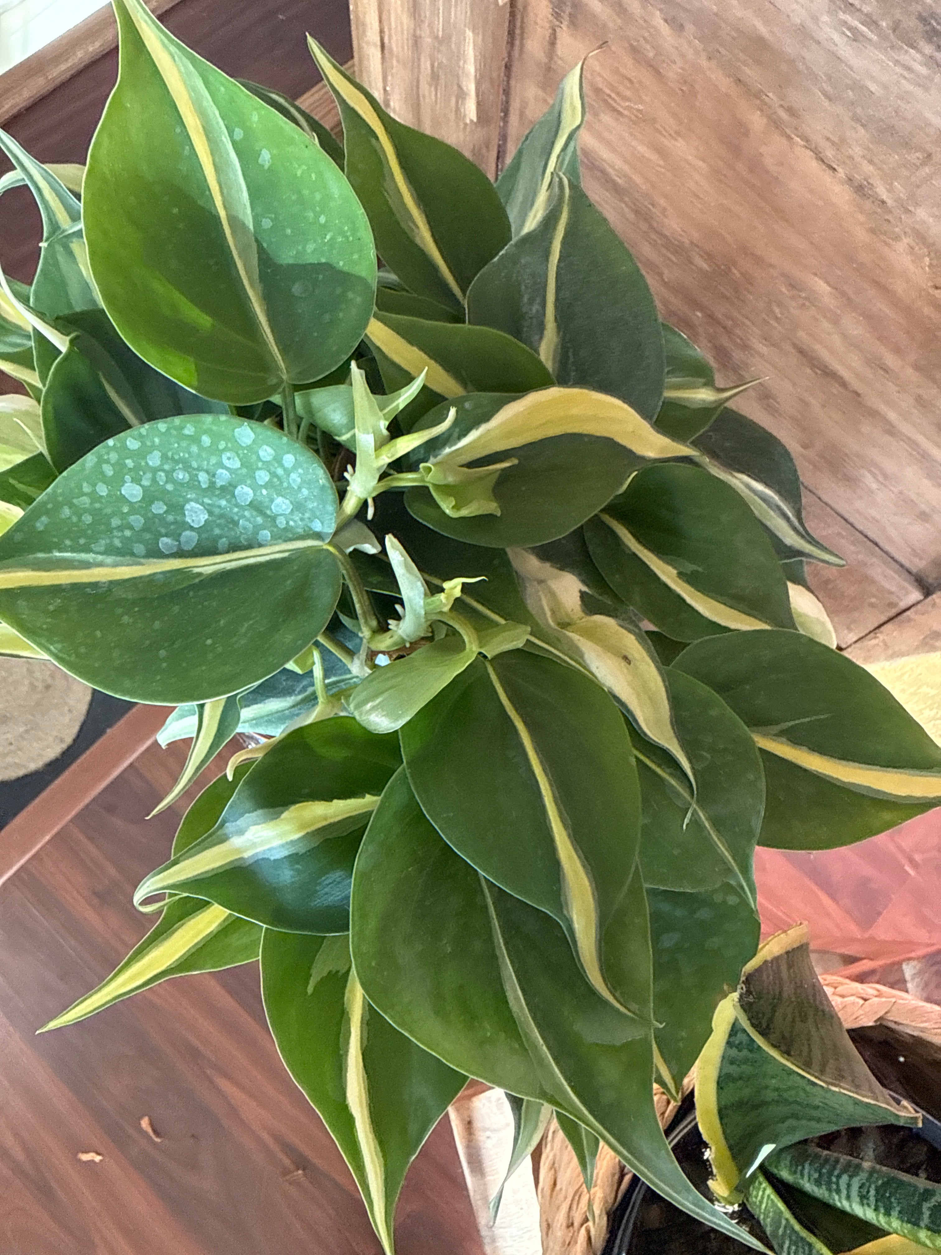 6in Silver Stripe Philodendron