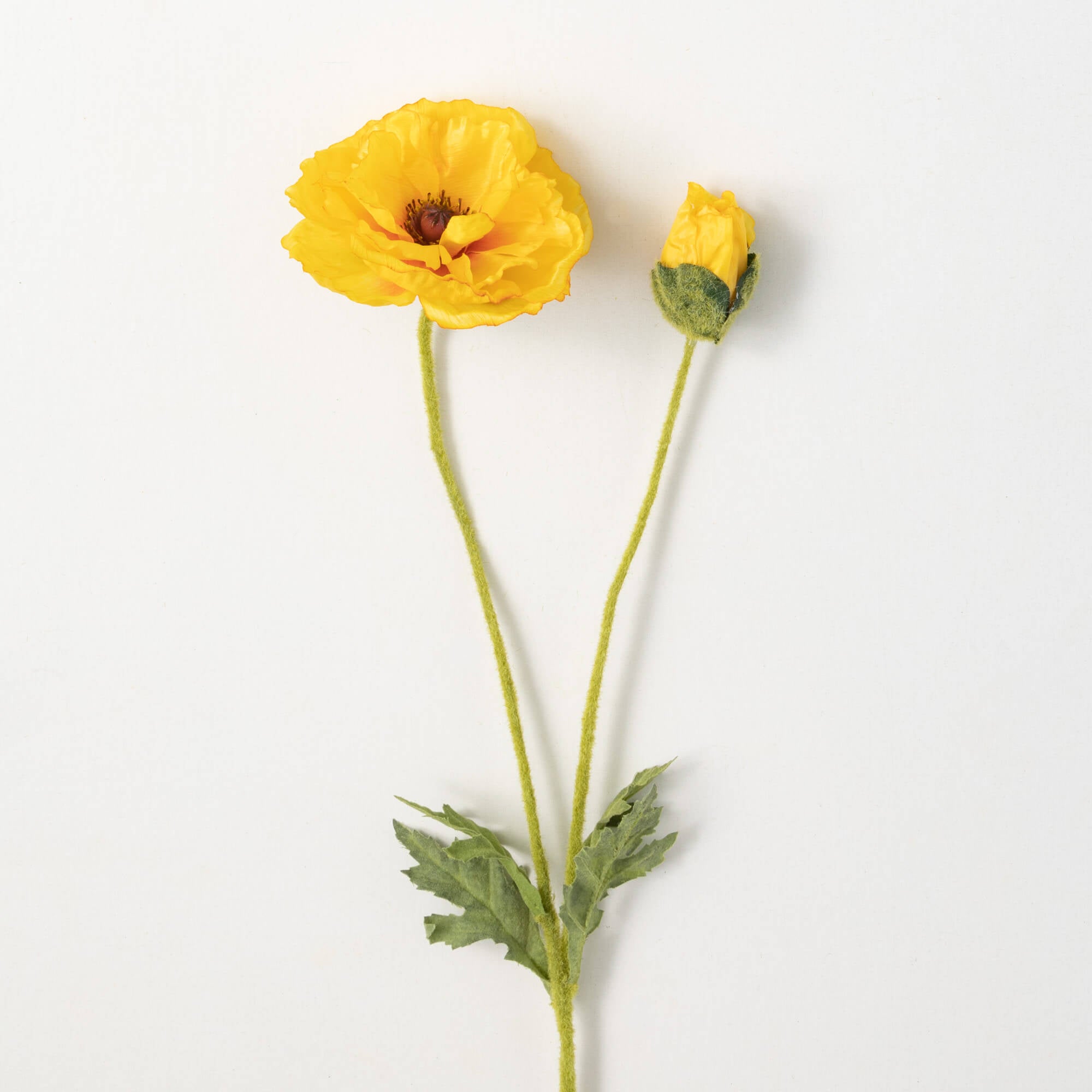 Yellow Poppy