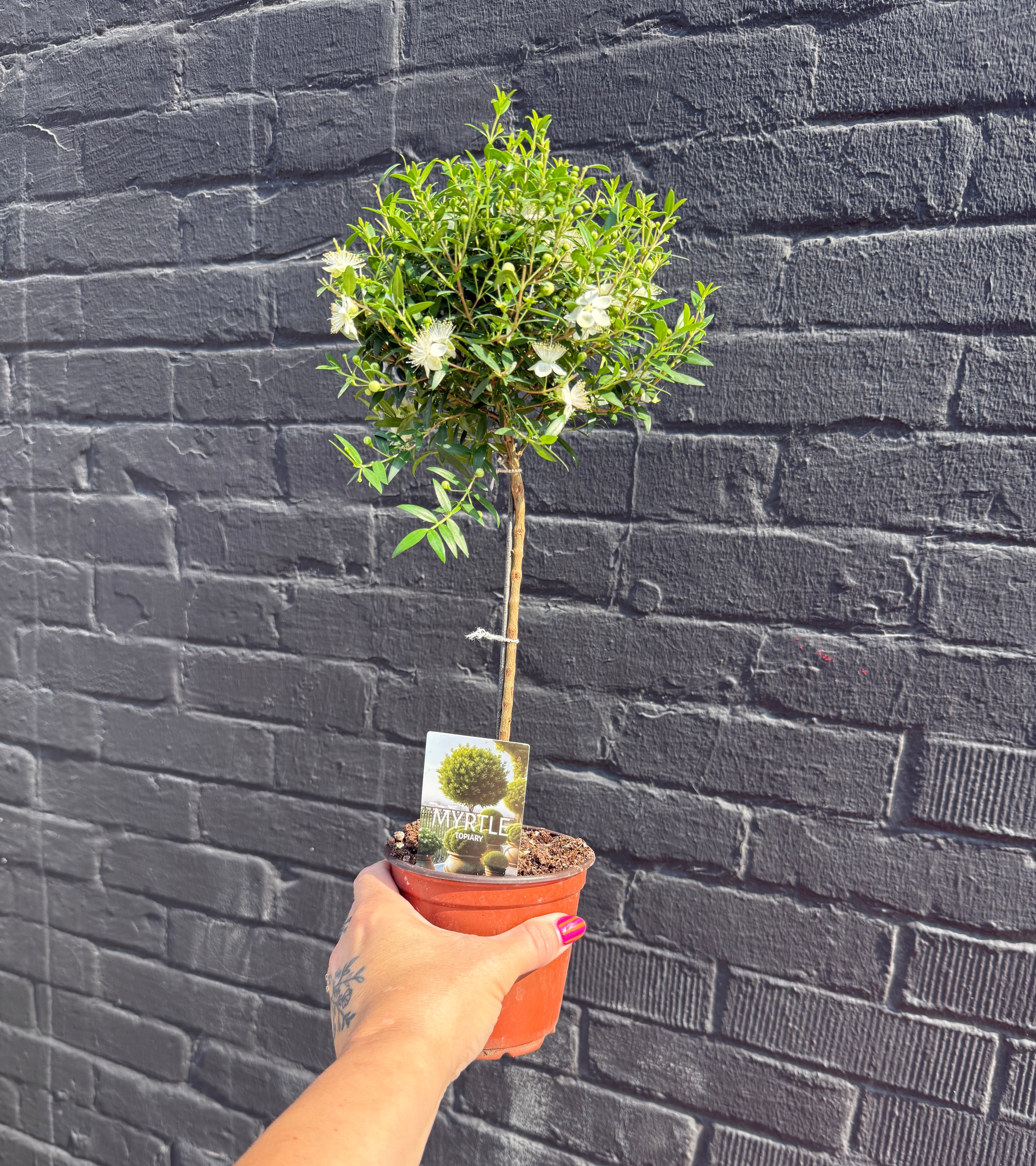 4.5in Myrtle Topiary