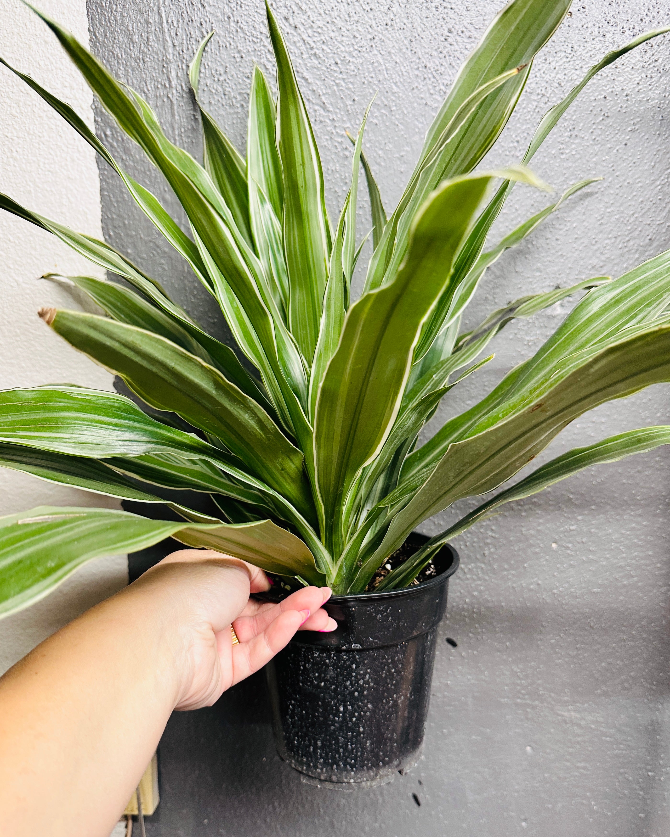 6in Dracena Warneckii