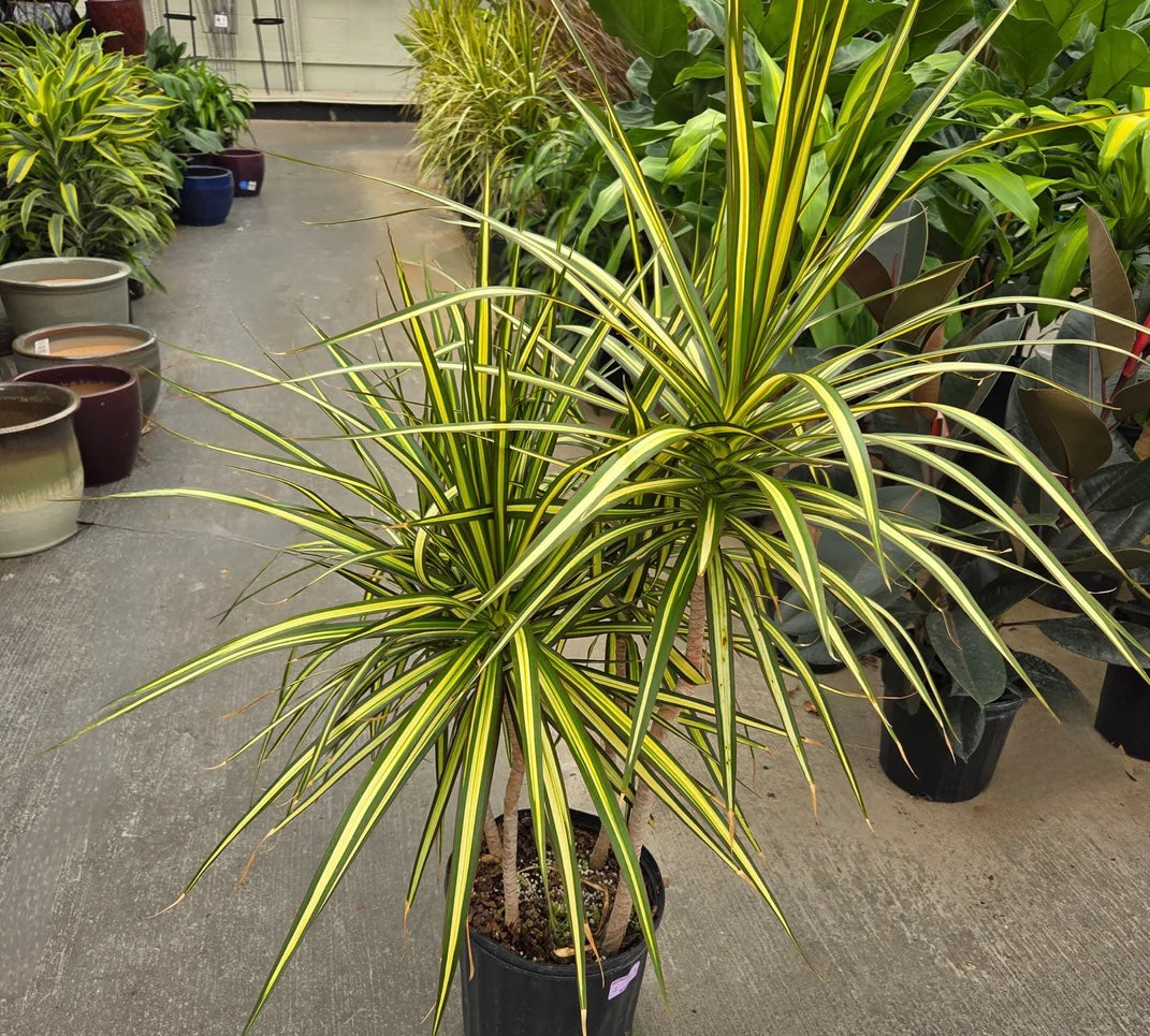 10in Dracena Kiwi Bush