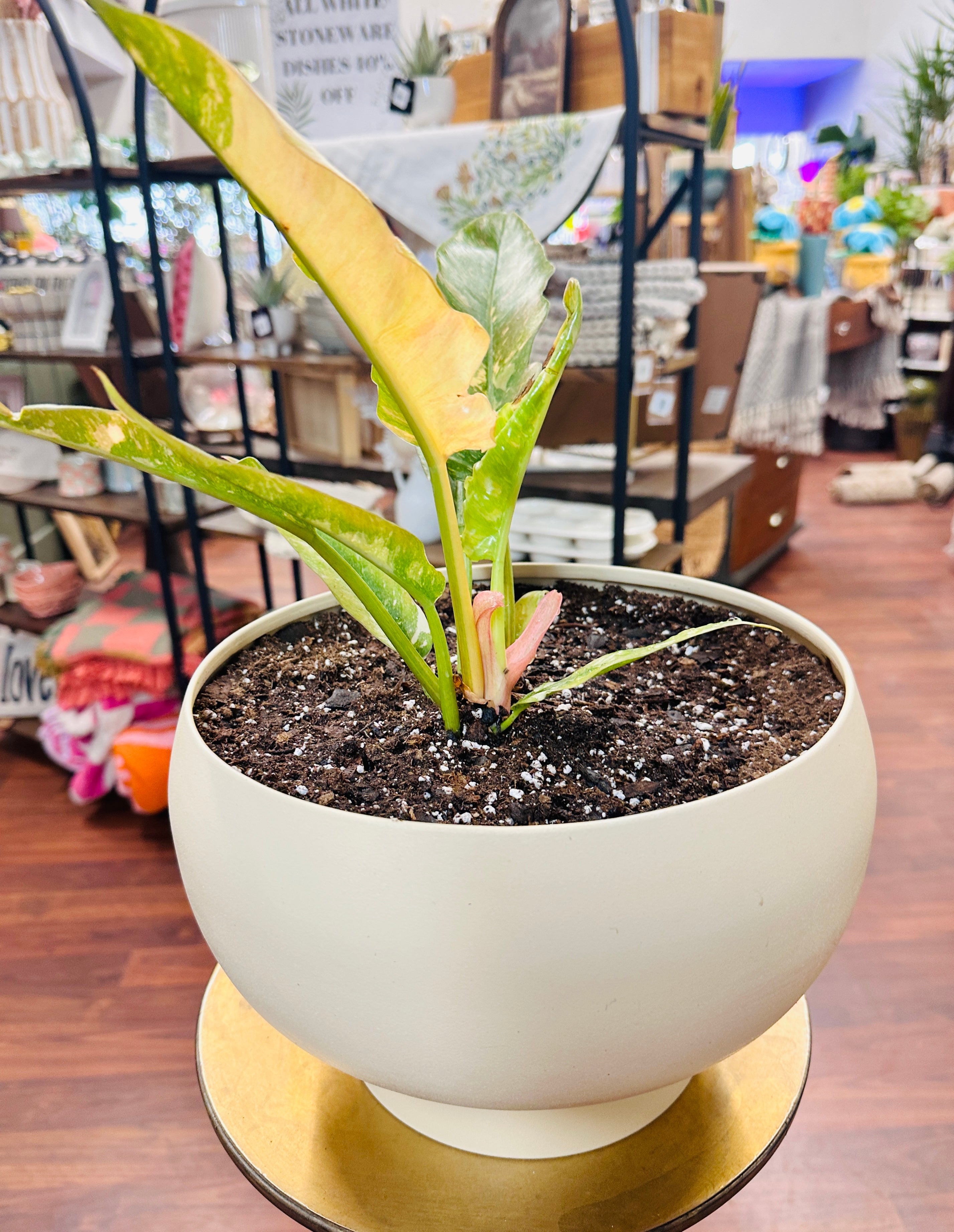 Yellow Planter with 6in Ring of Fire