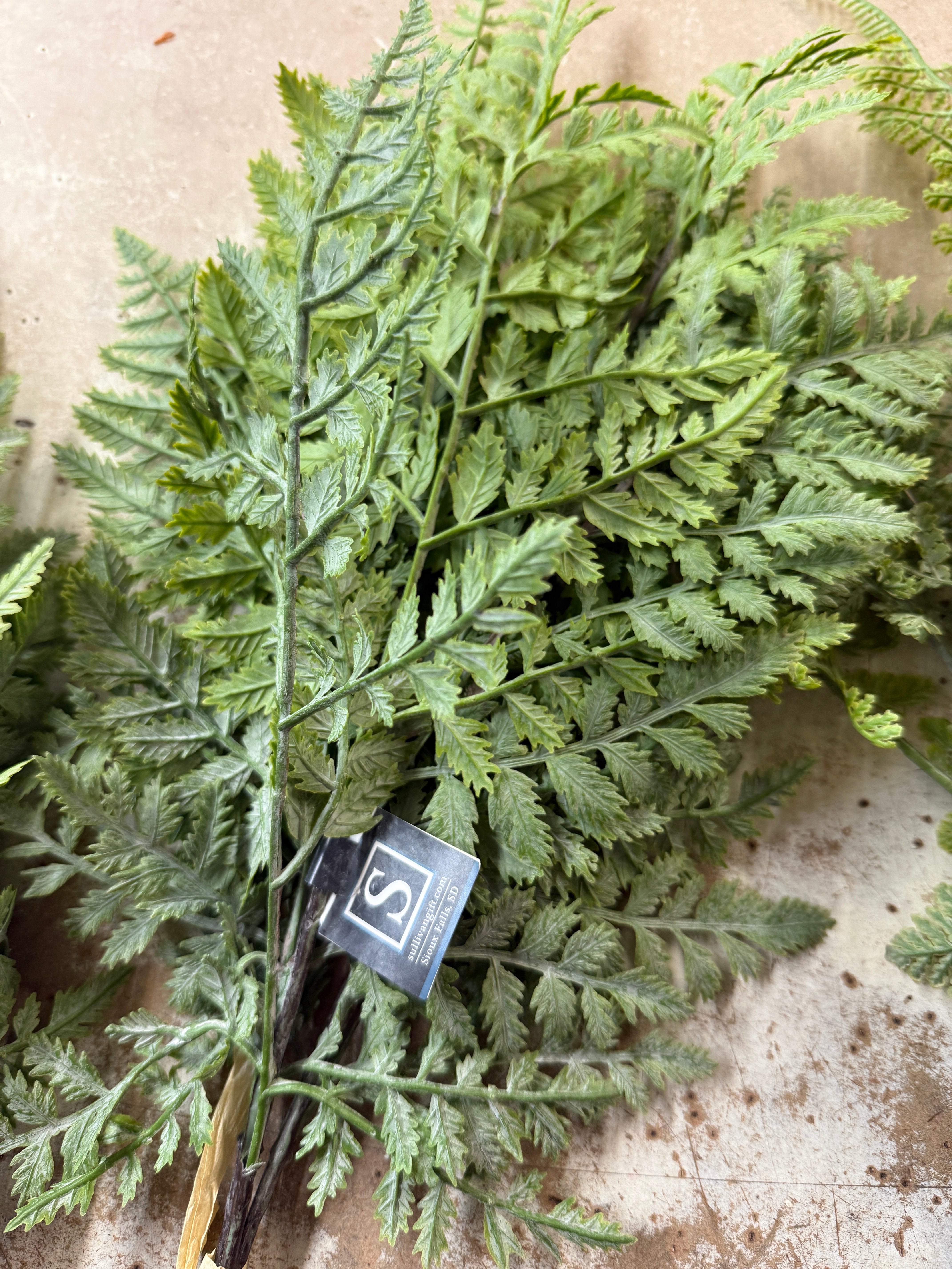 Fern Bush Spray