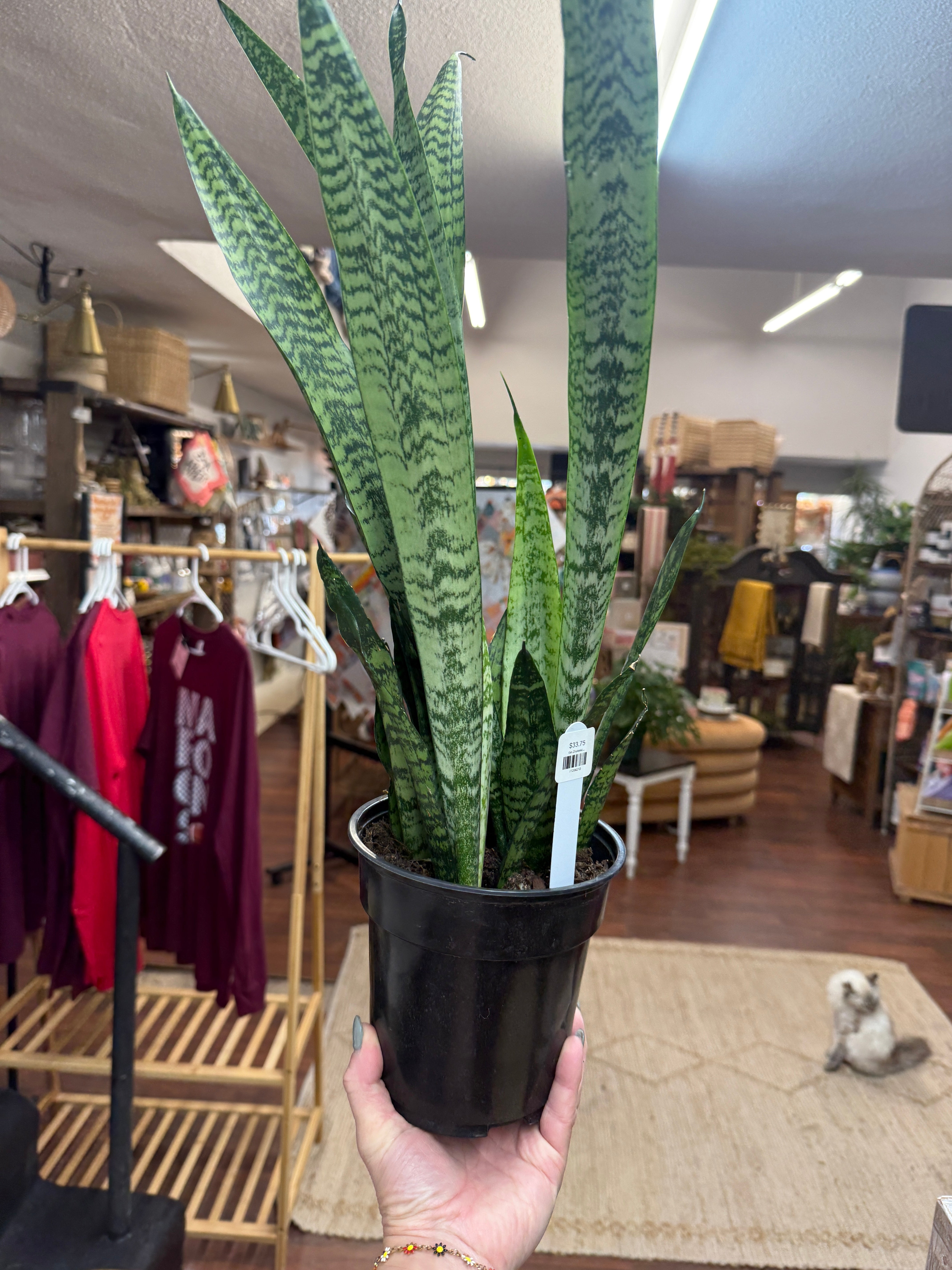 6in Zeylanica Sansevieria