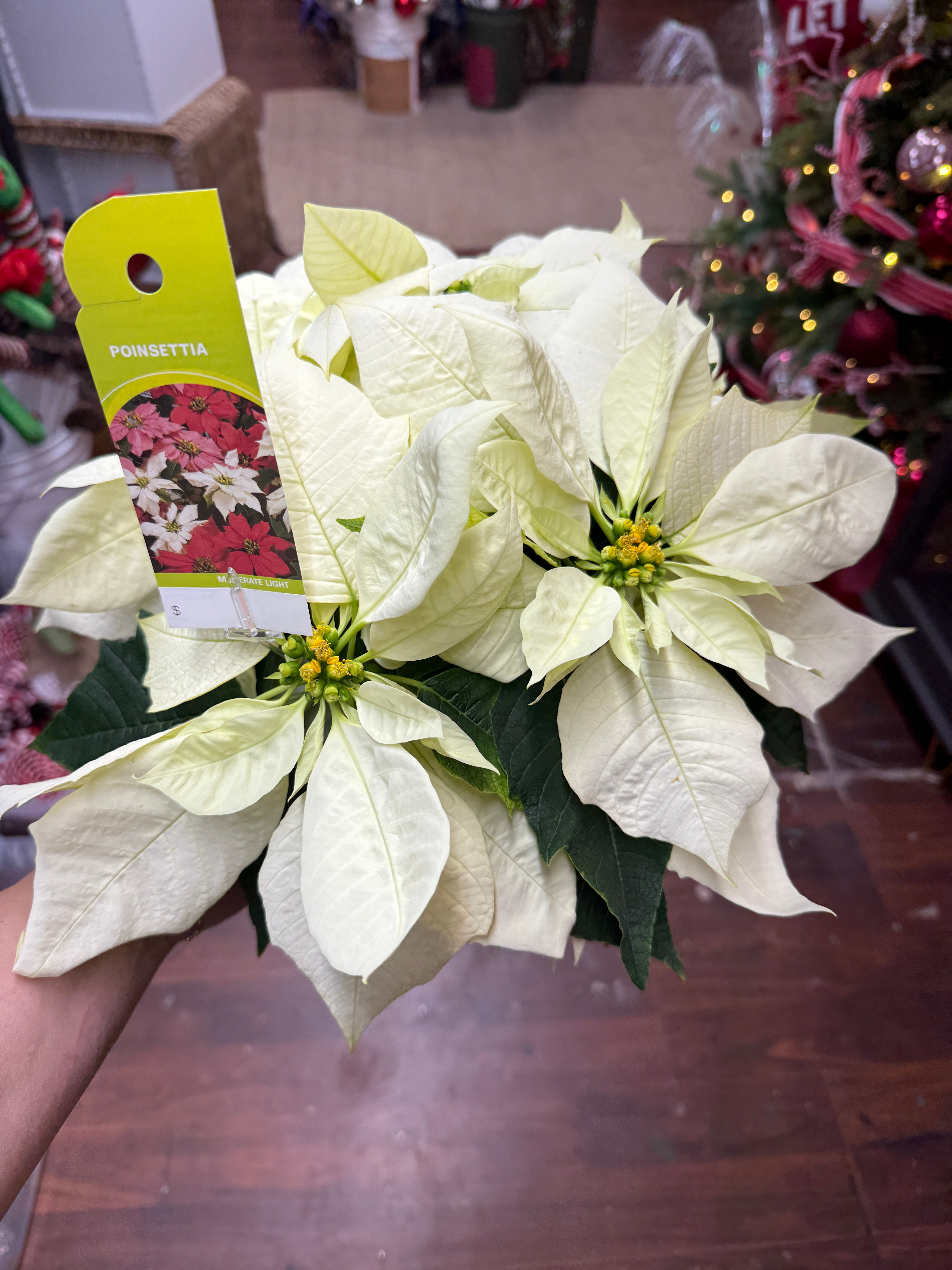 6.5in White Poinsettia