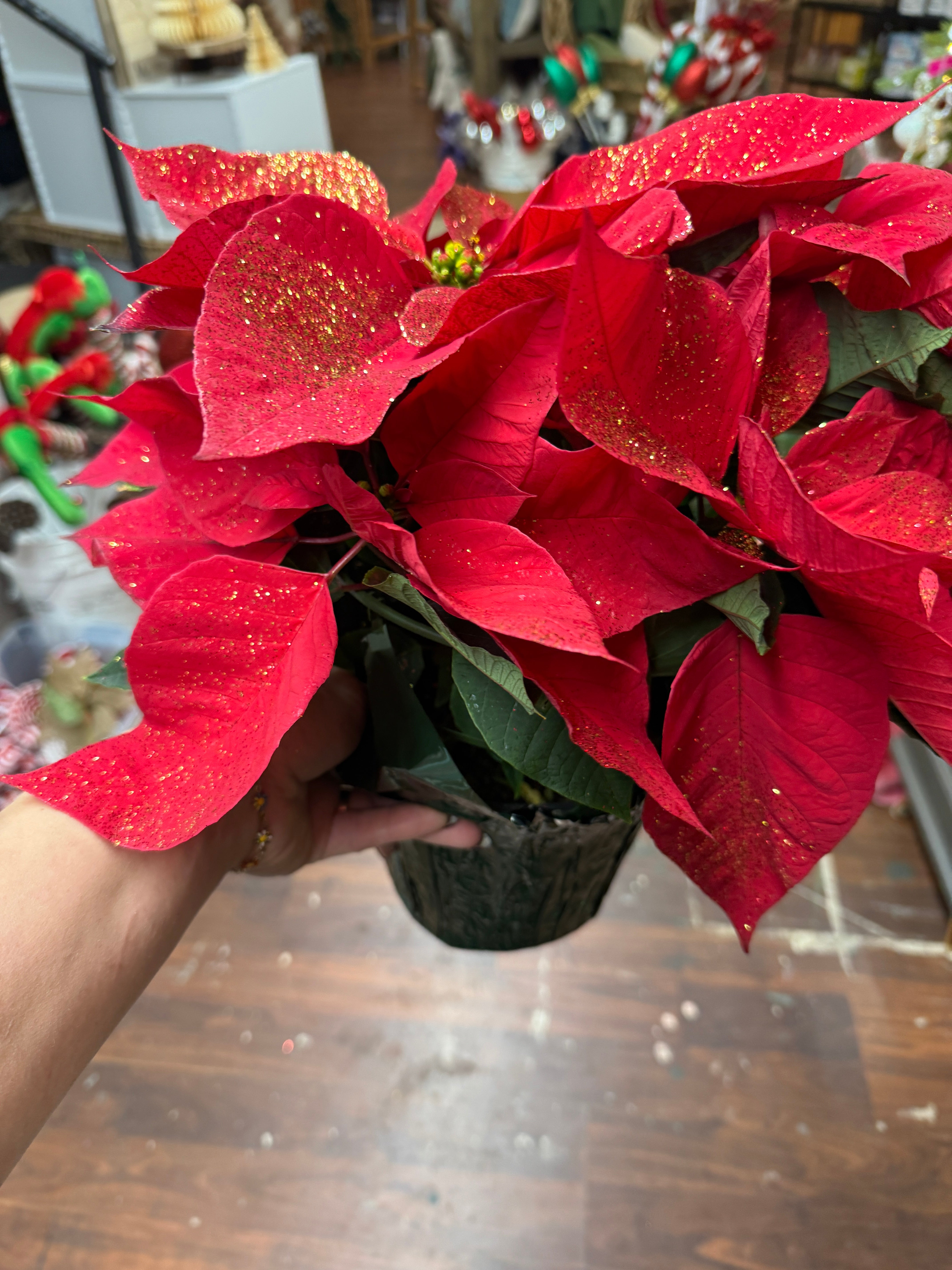 6.5in Red Glitter Poinsettia
