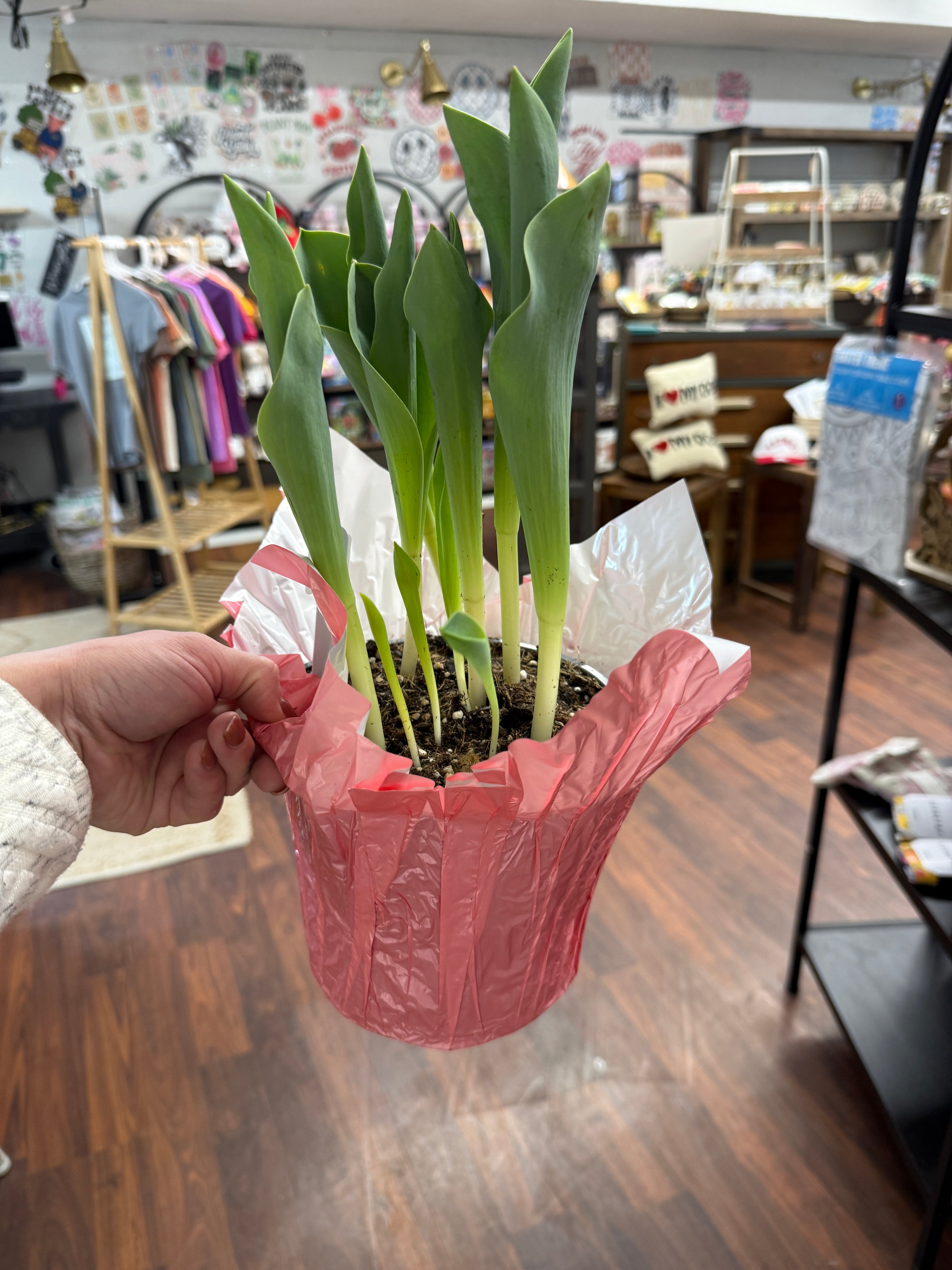 6.5in Tulip Bulb Garden