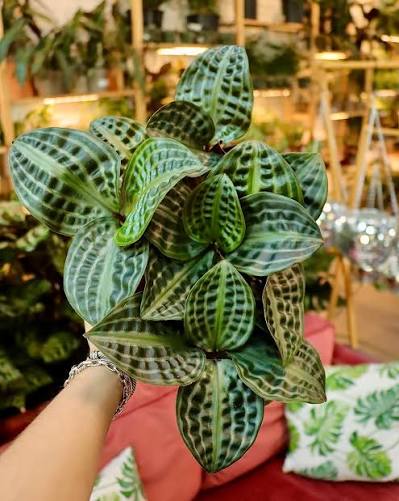 6in SeerSucker Plant