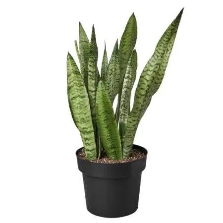 8in Zeylanica Sansevieria