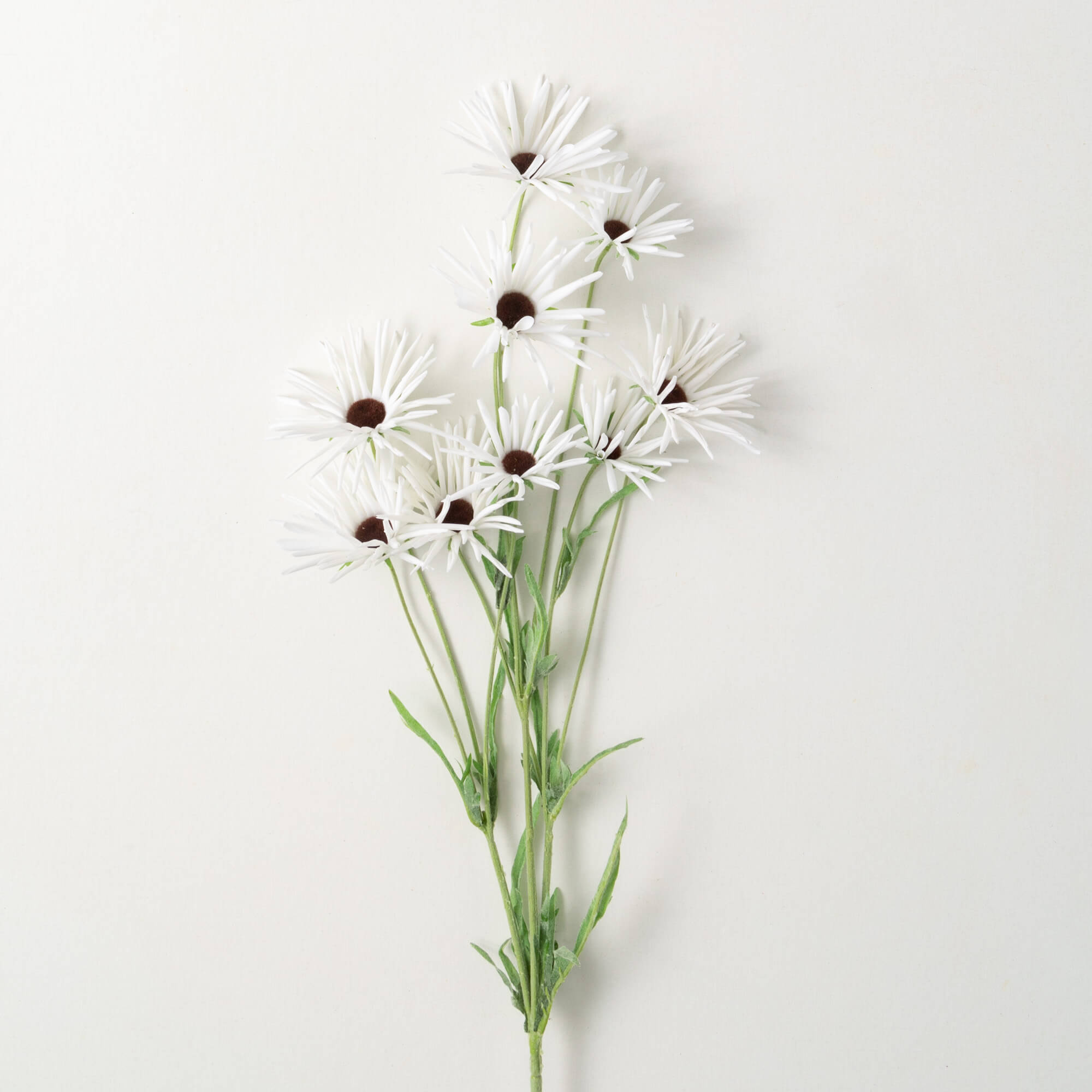 White Daisy