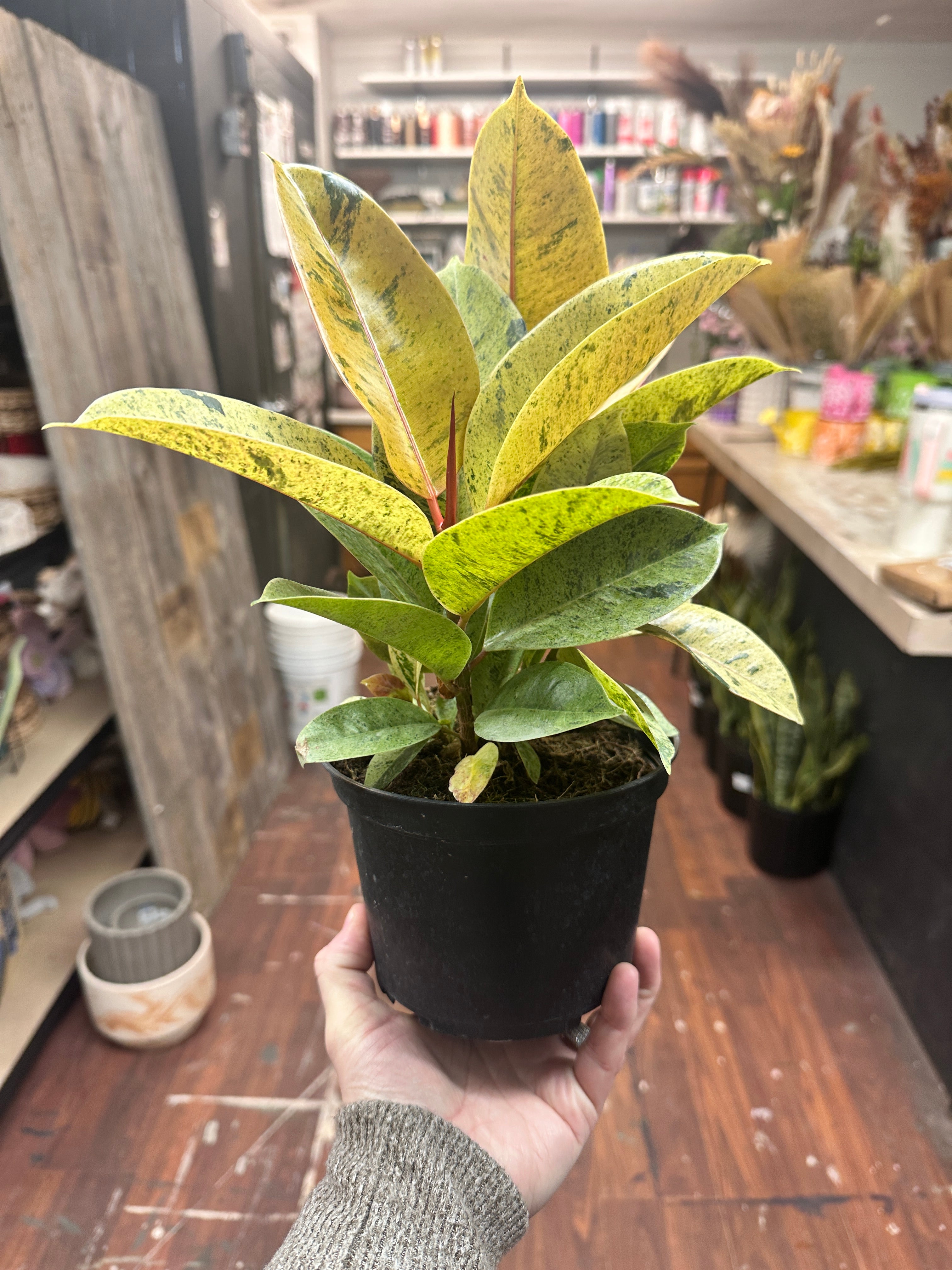 6in Ficus Shivereana