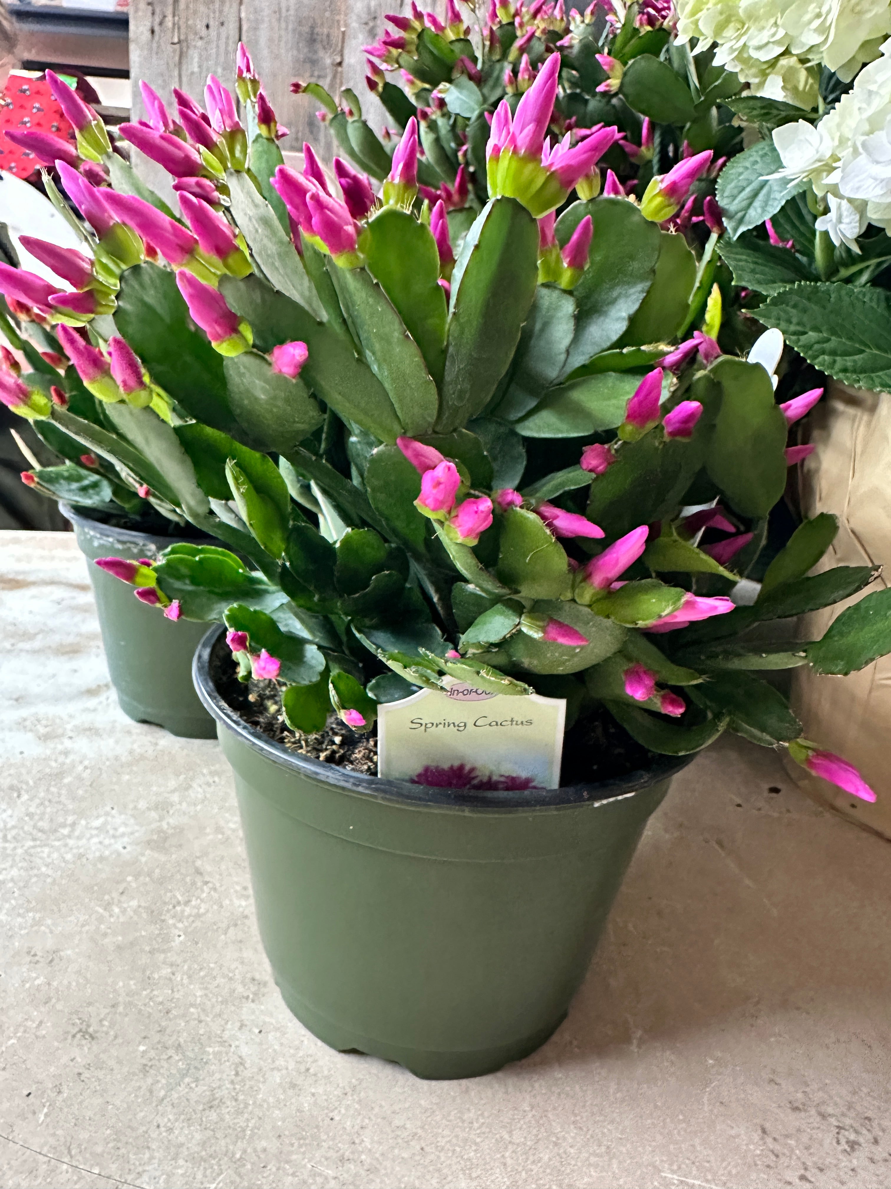 6in Christmas Cactus