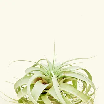 Tillandsia Xerographica, King of Air Plants