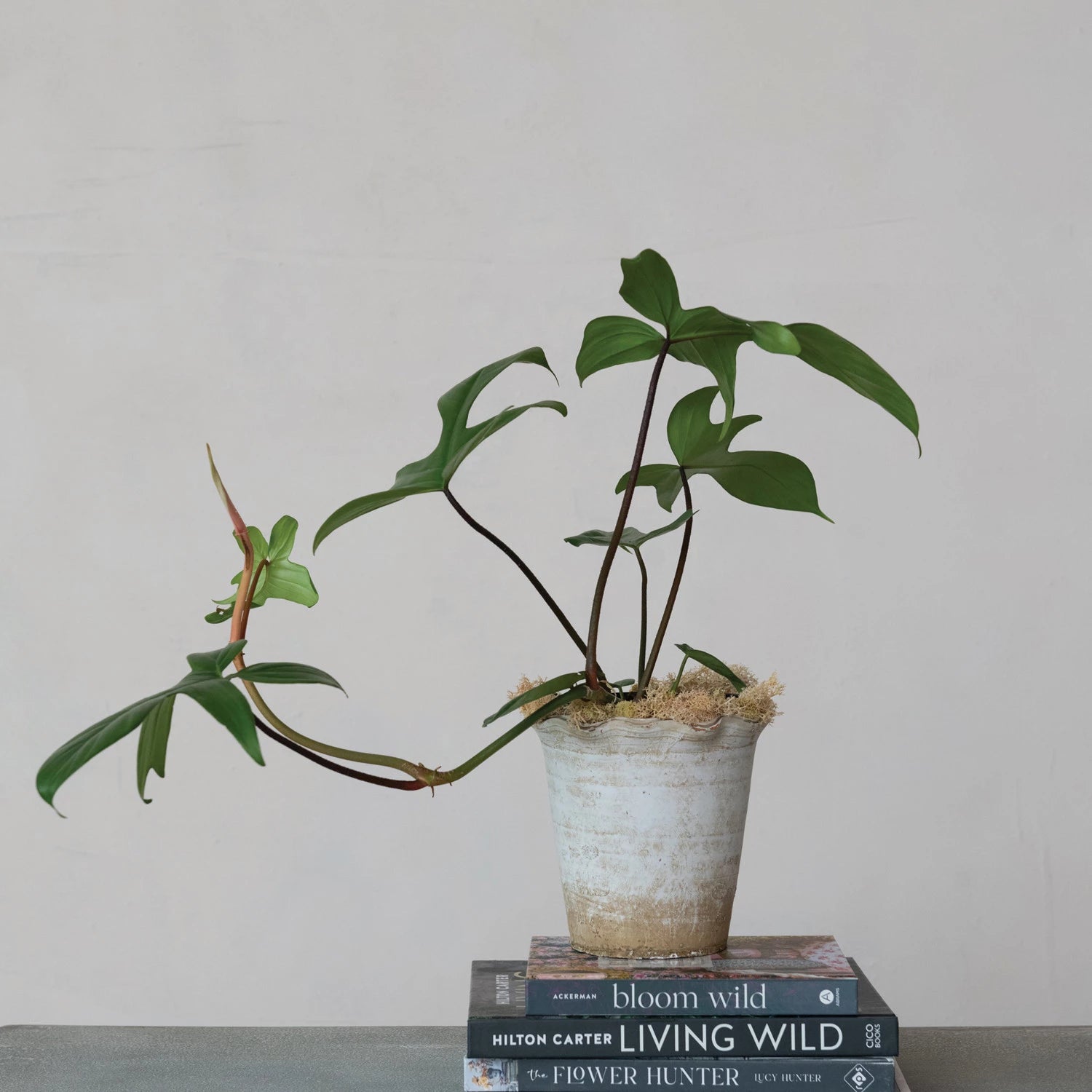 Terra-cotta Planter w/ Ruffled Edge, Distressed Finish