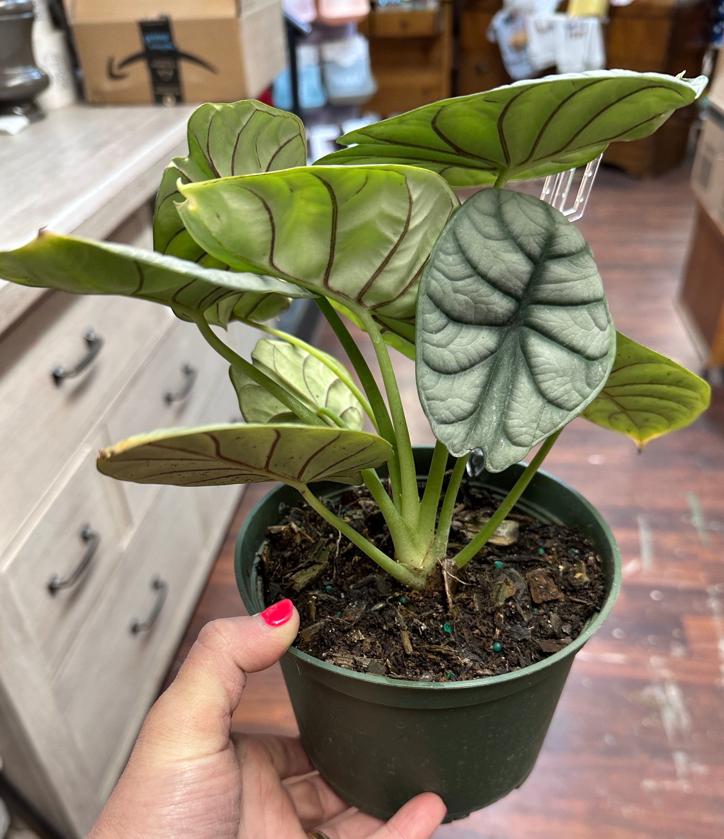6in Alocasia Silver Dragon