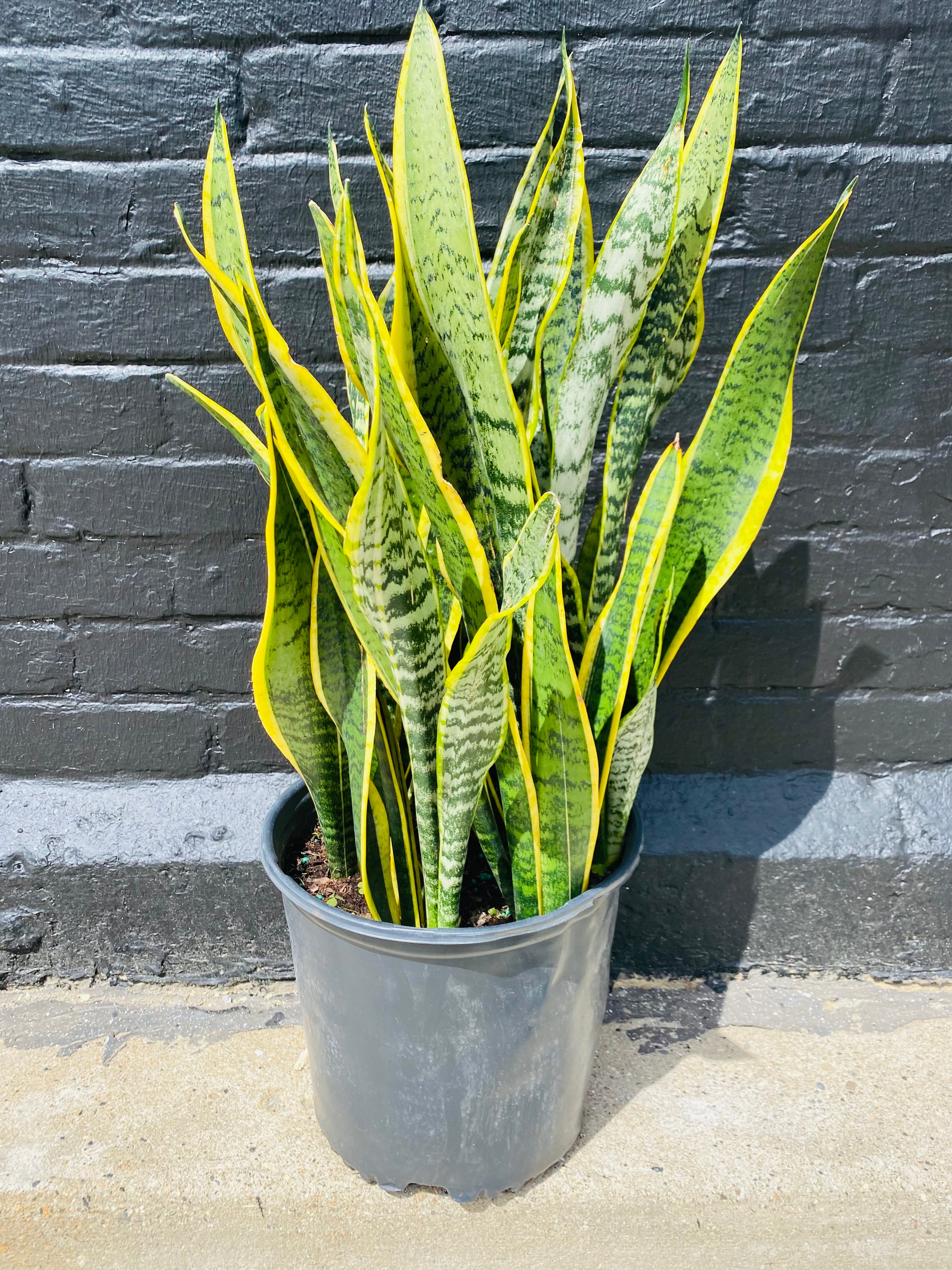 10in Laurenti Sansevieria