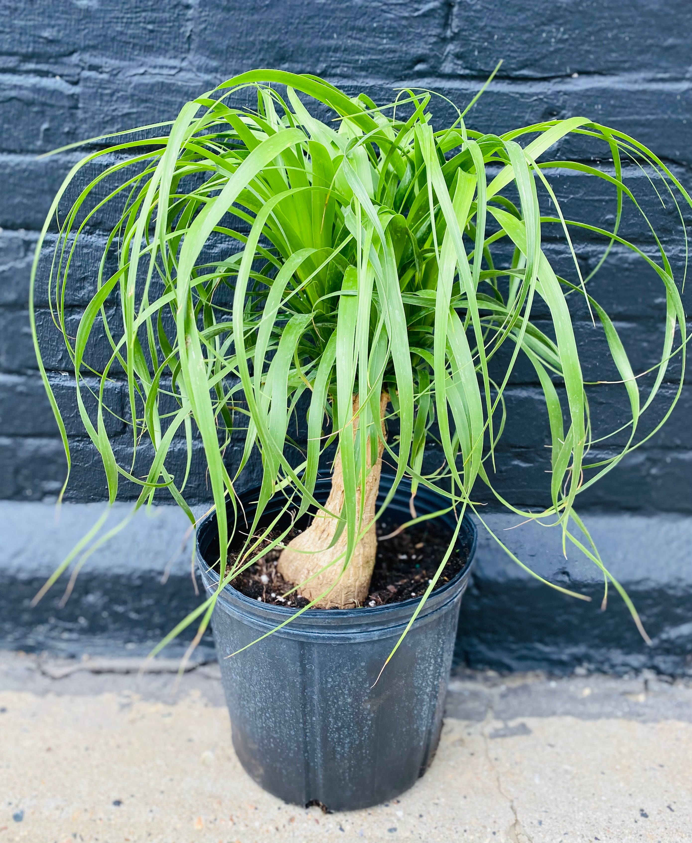 10in Ponytail Palm