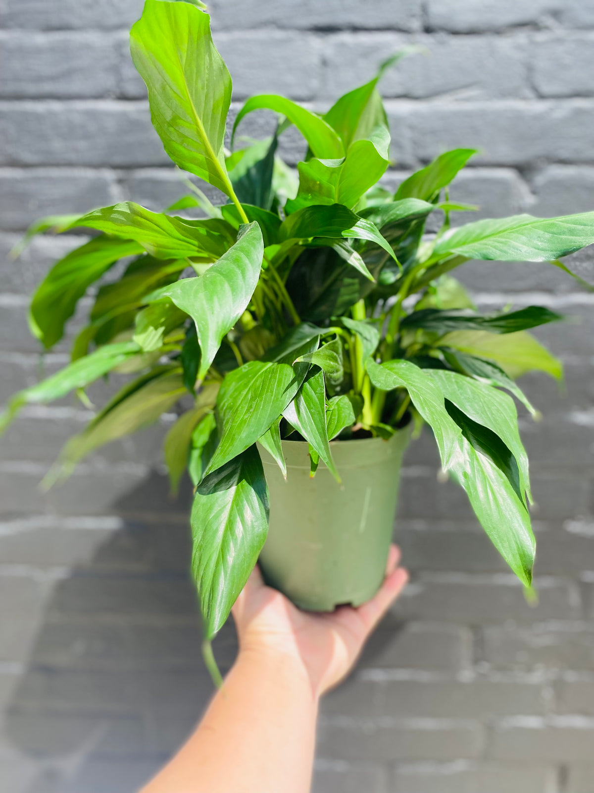 6in Peace Lily