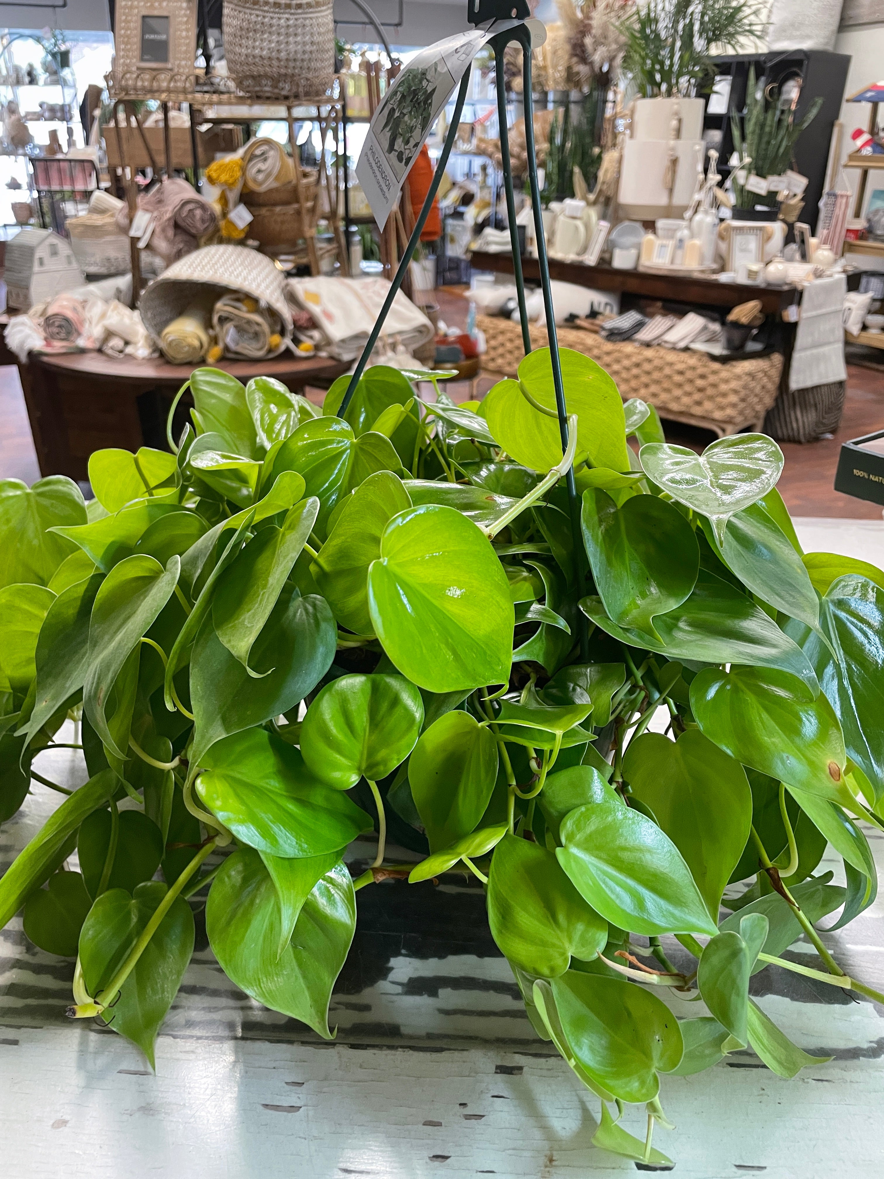 8in Philodendron Brasil