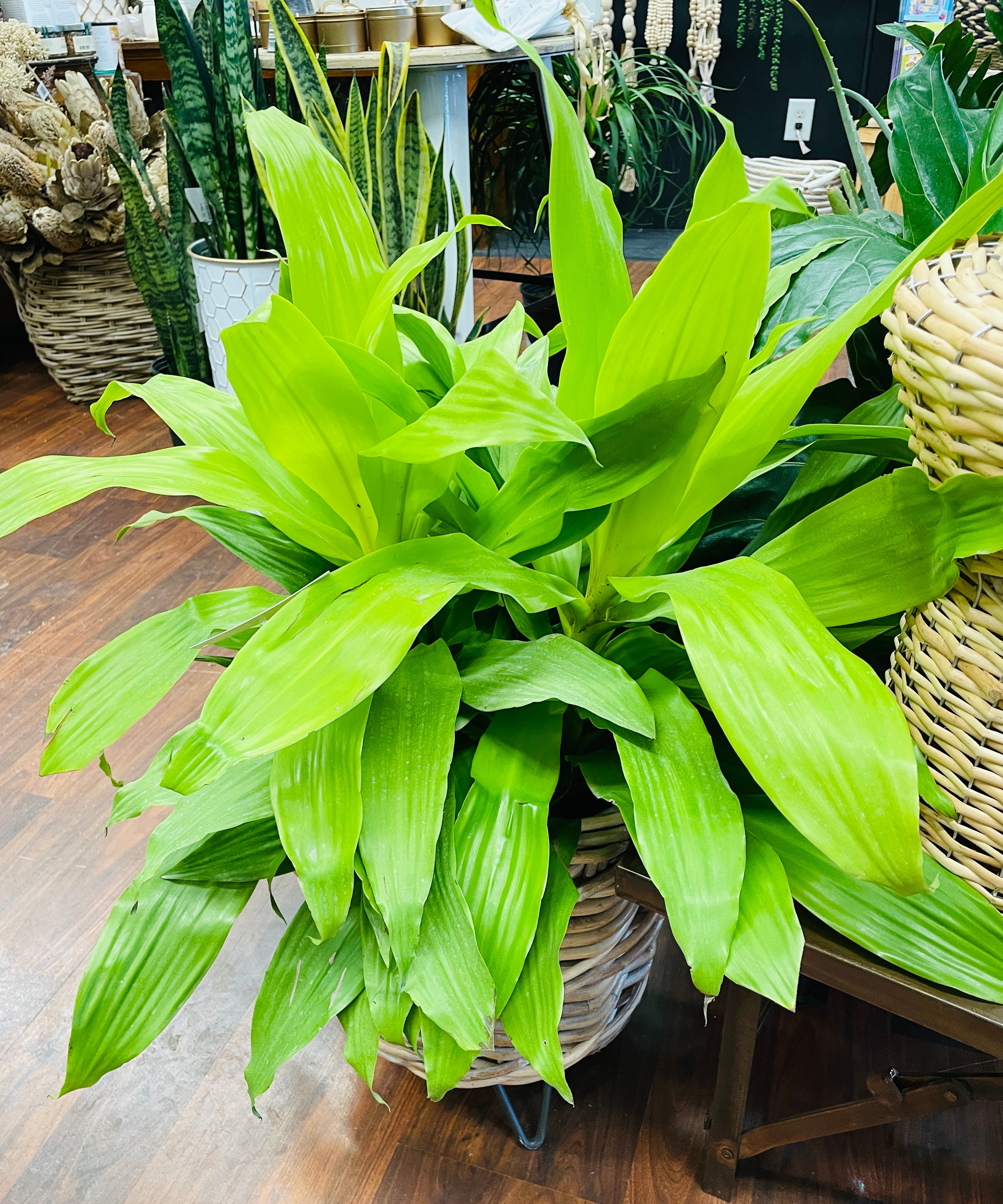 10in Dracena LimeLight