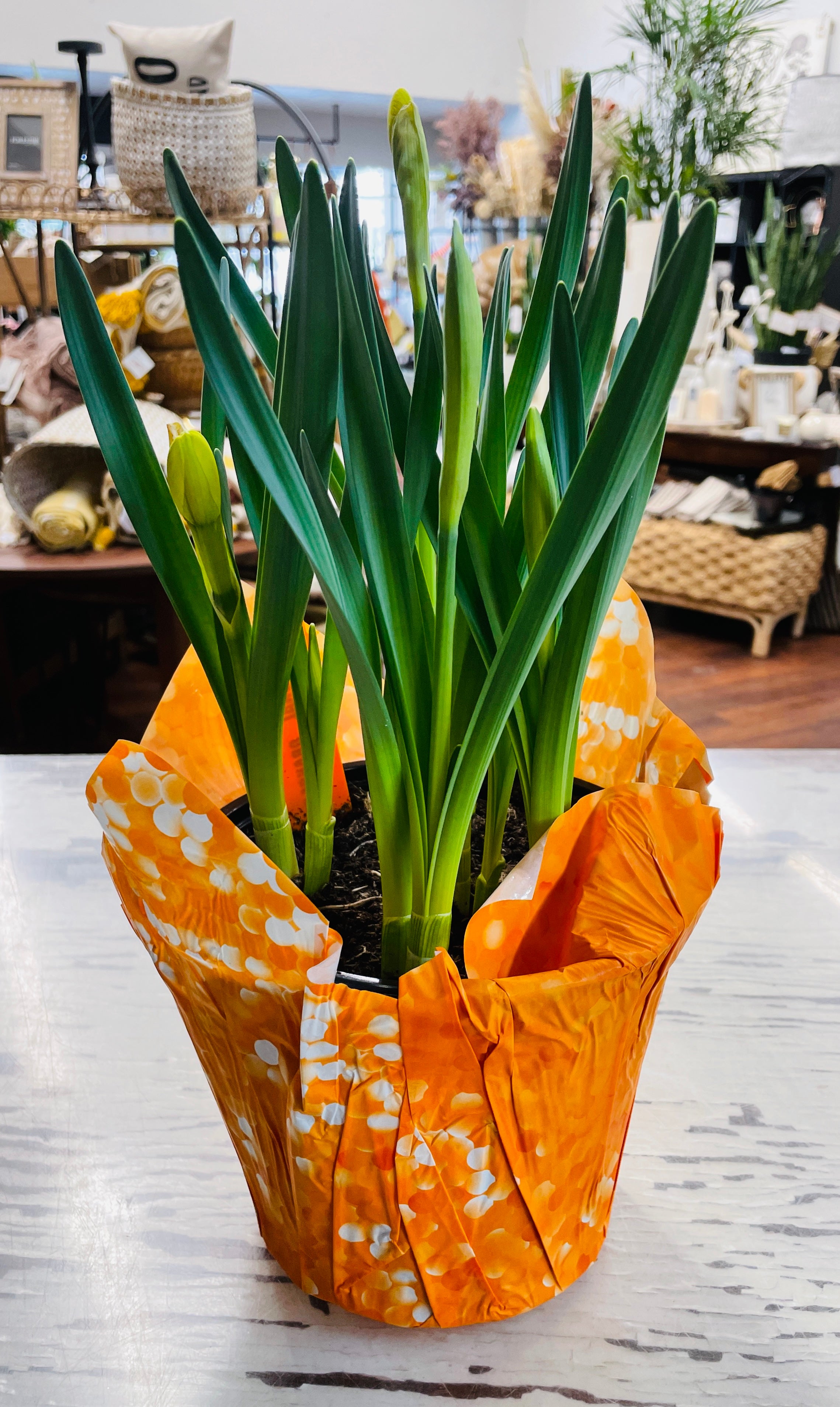 6.5in Daffodil Bulb Garden