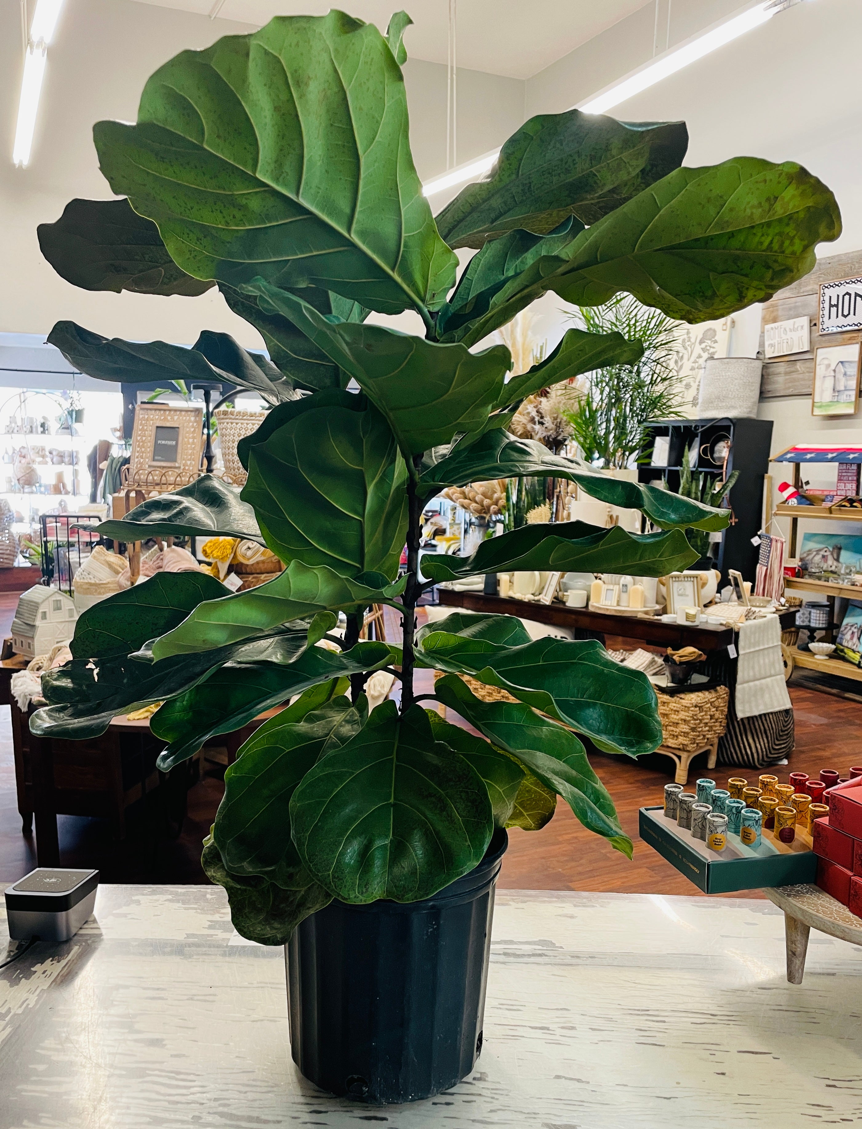 10in Ficus Lyrata Bush