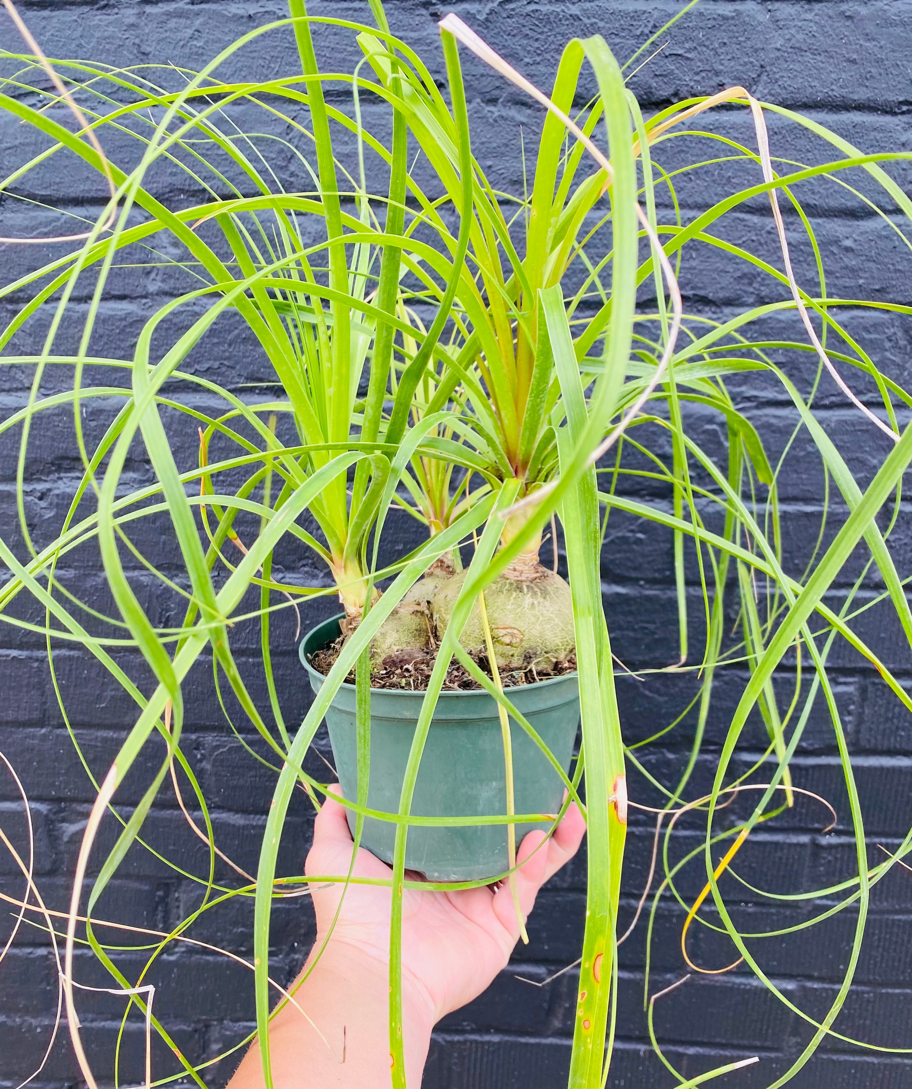 6in Ponytail Palm