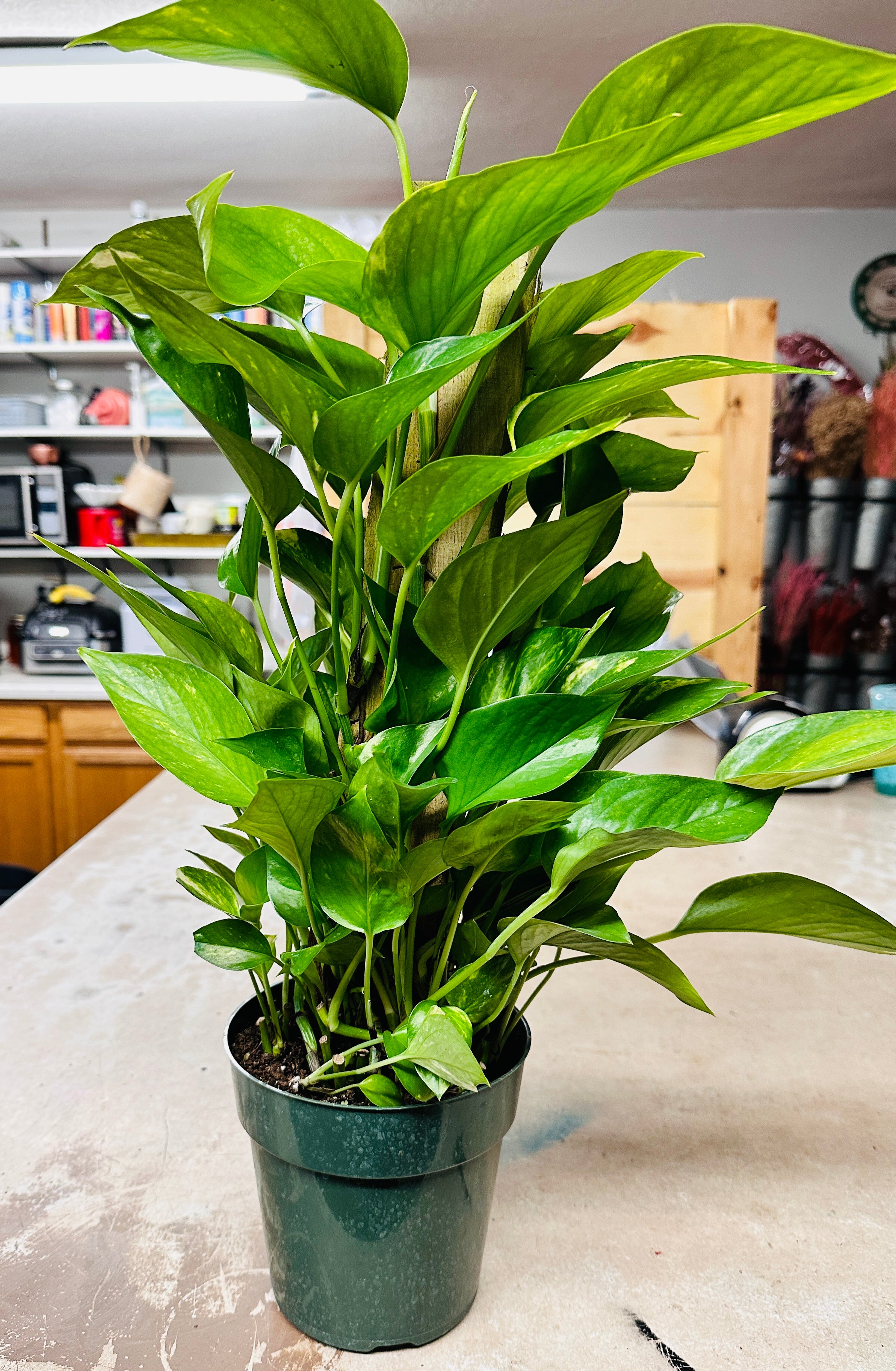6in Pothos Totem