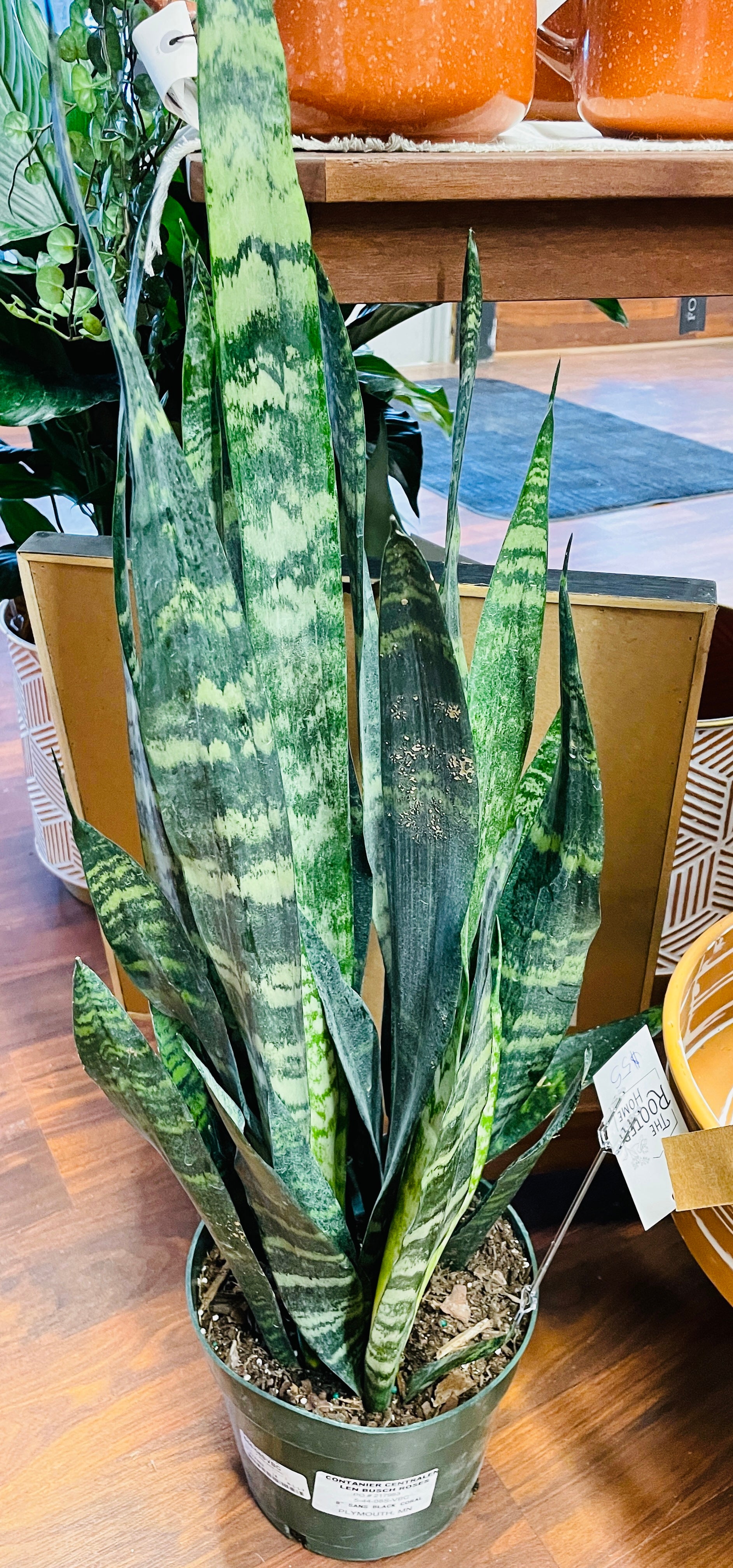 8in Laurentii Sansevieria