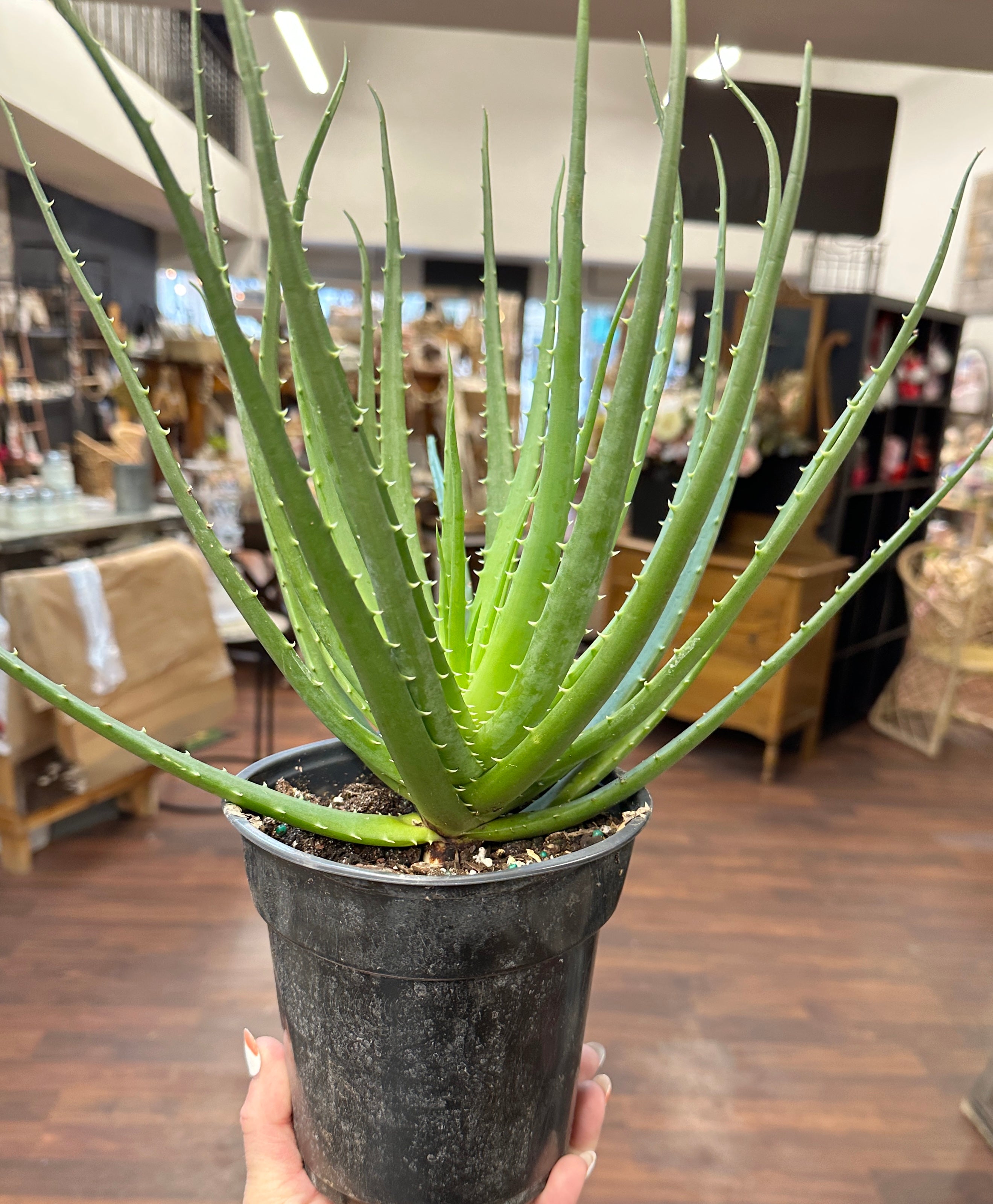 6in Aloe Vera