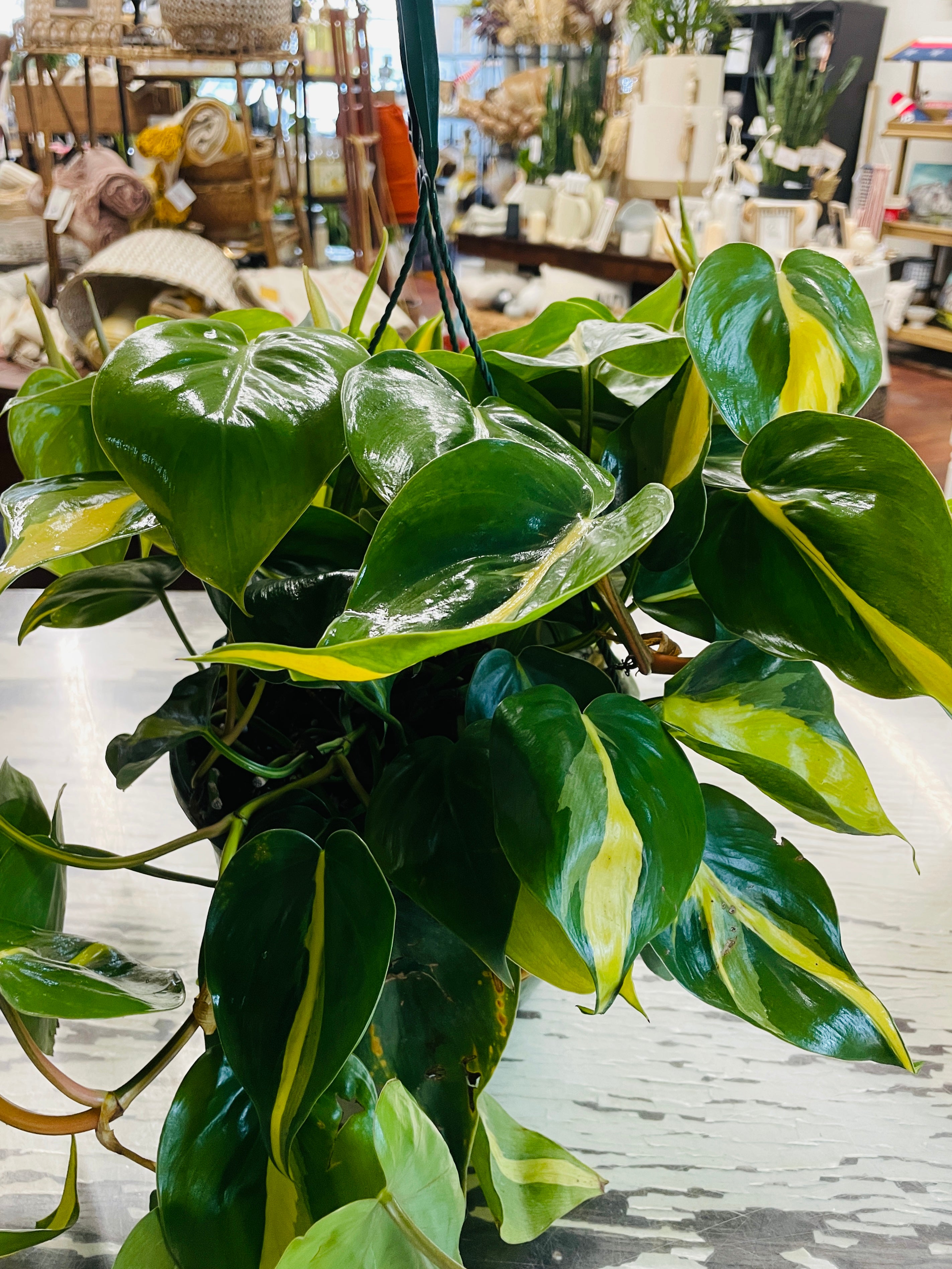 6in Philodendron Cordatum
