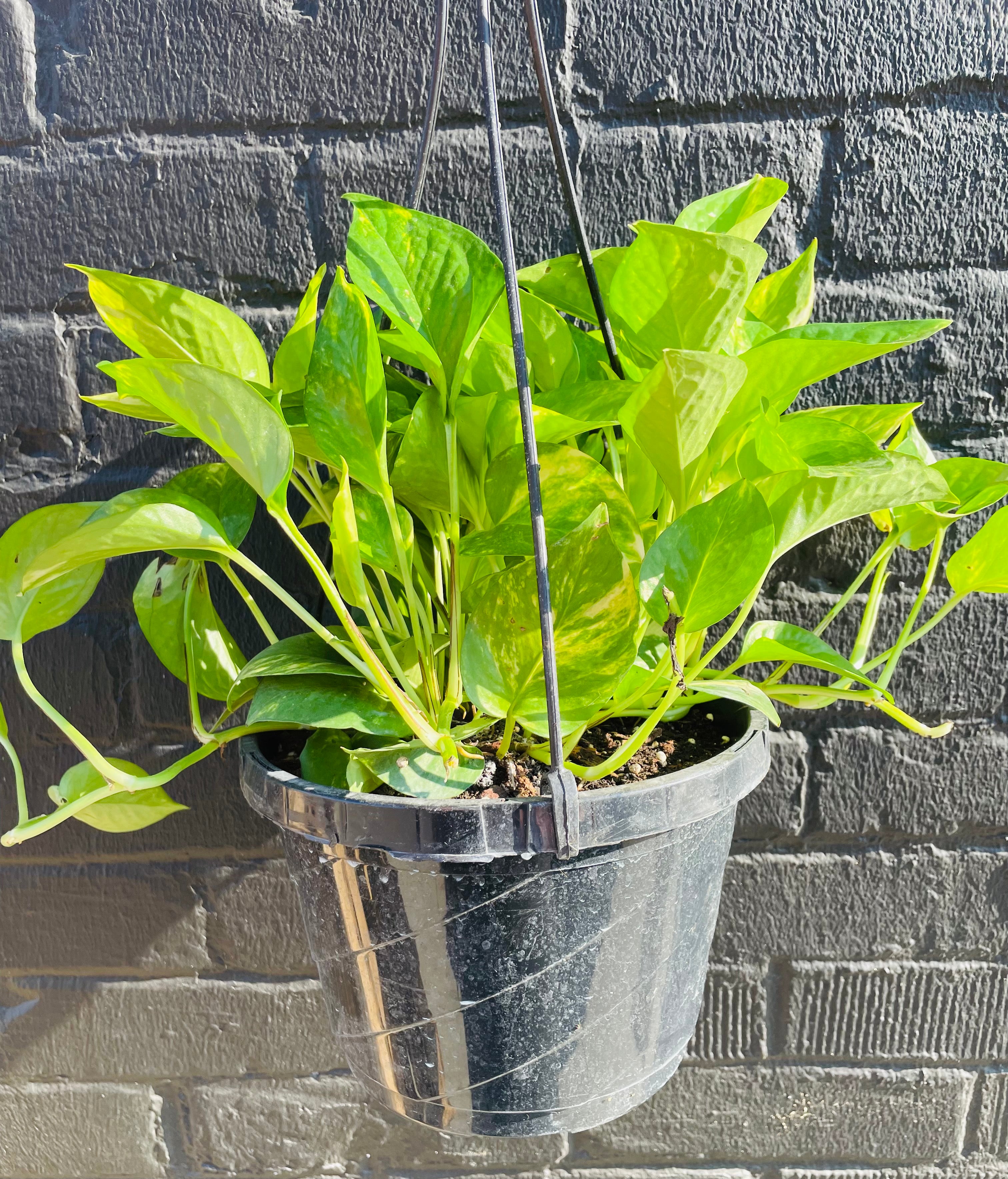 8in Golden Pothos
