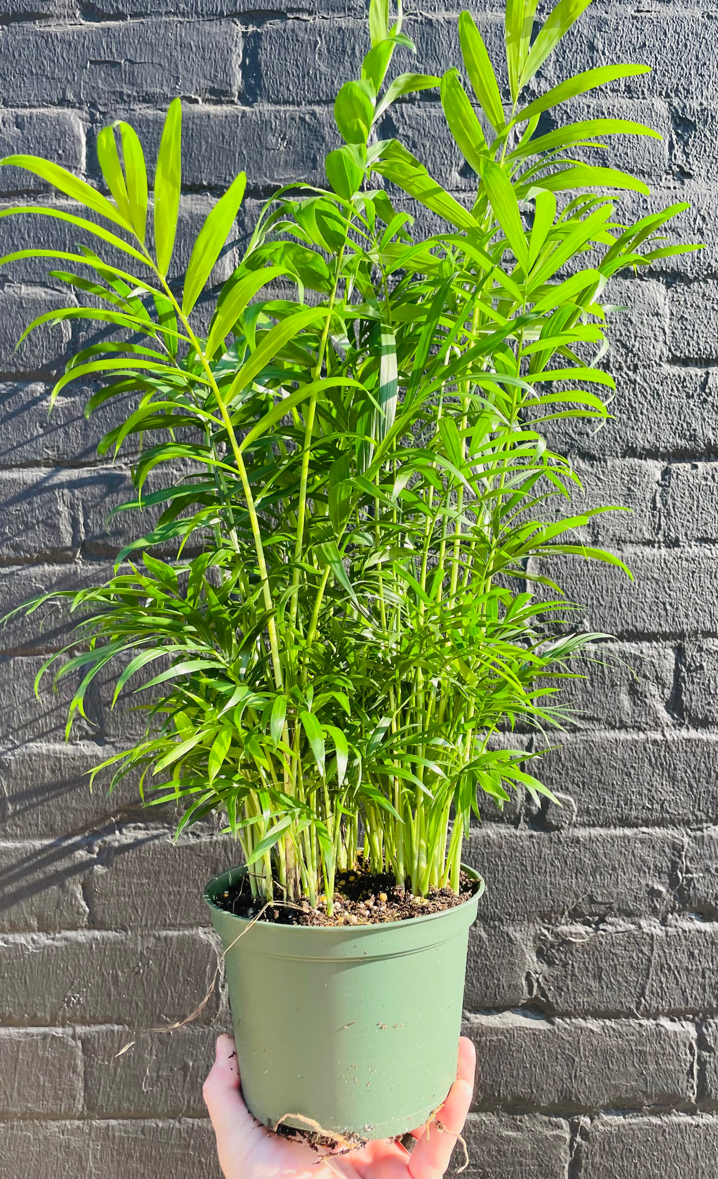 6in Parlor Palm