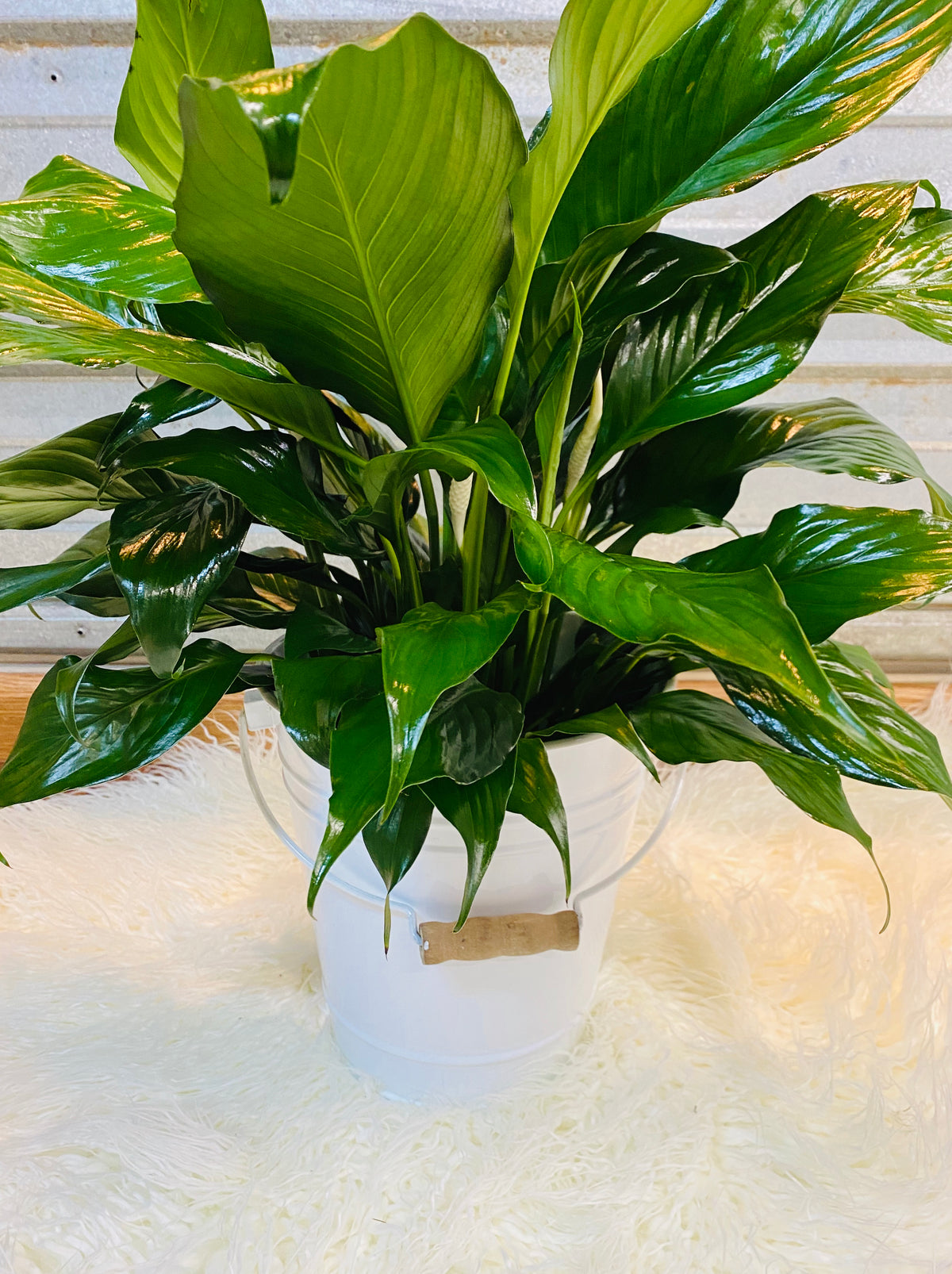 Plants