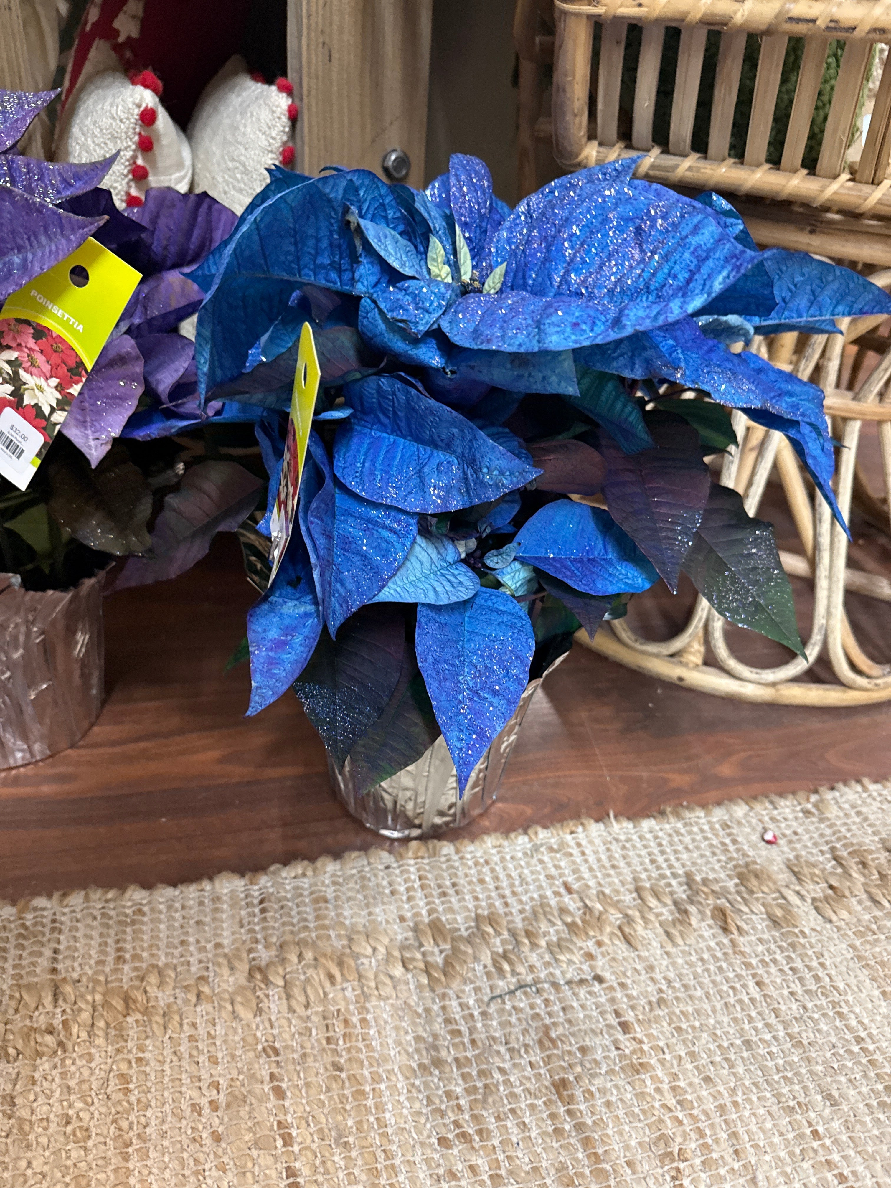 6.5in Blue Poinsettia