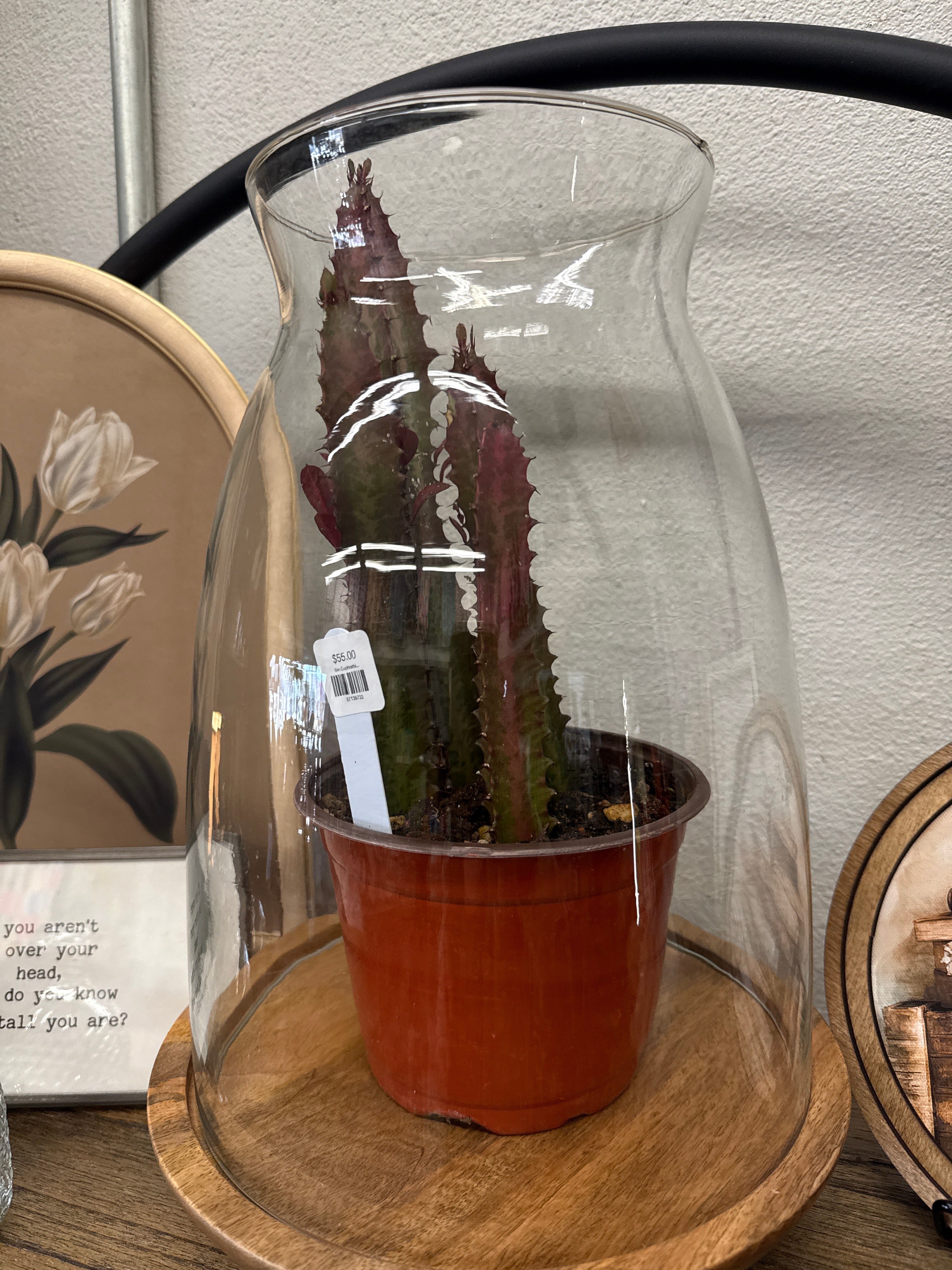 6in Euphorbia Trigona