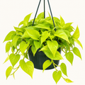 8in Neon Pothos