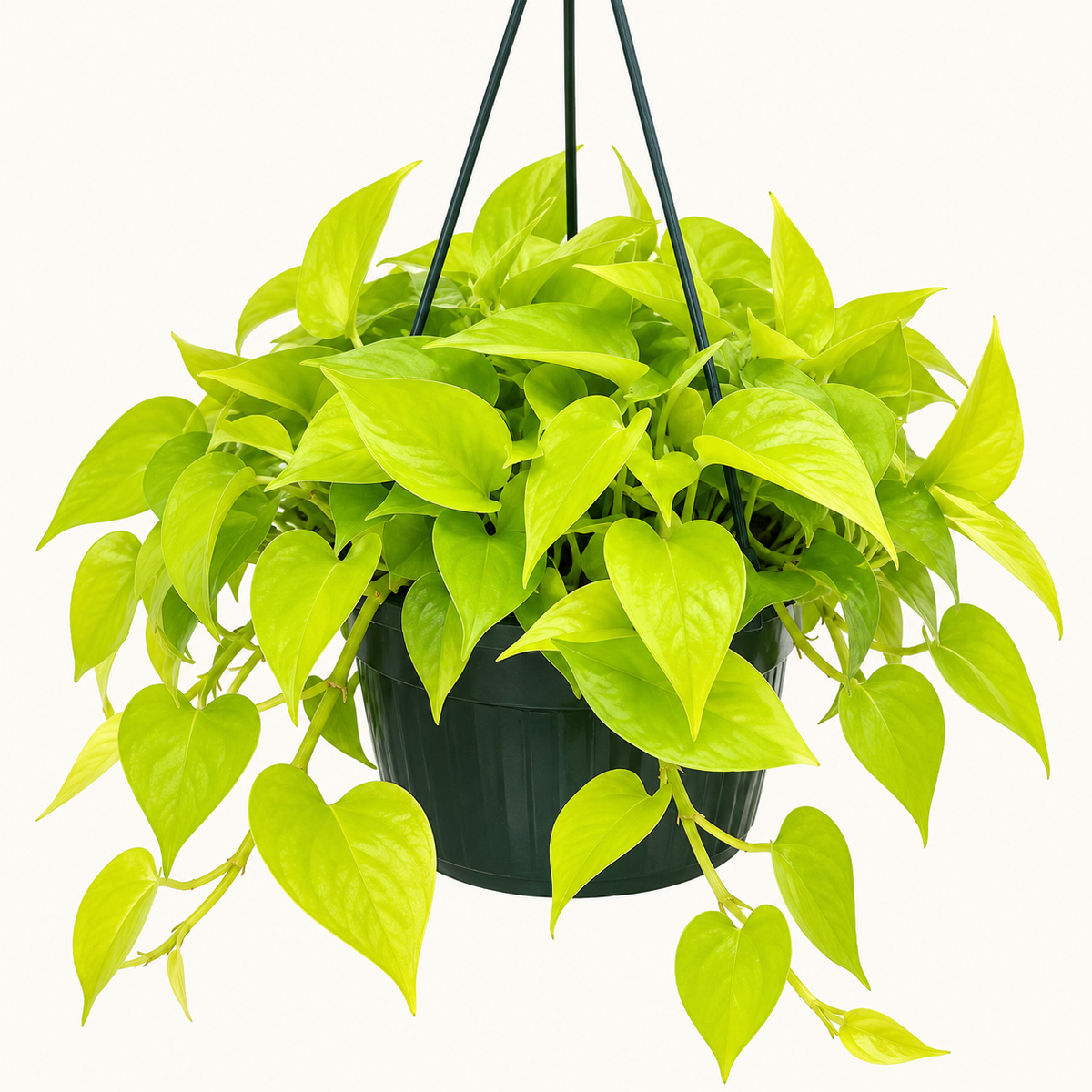8in Neon Pothos