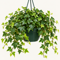 8in Ivy