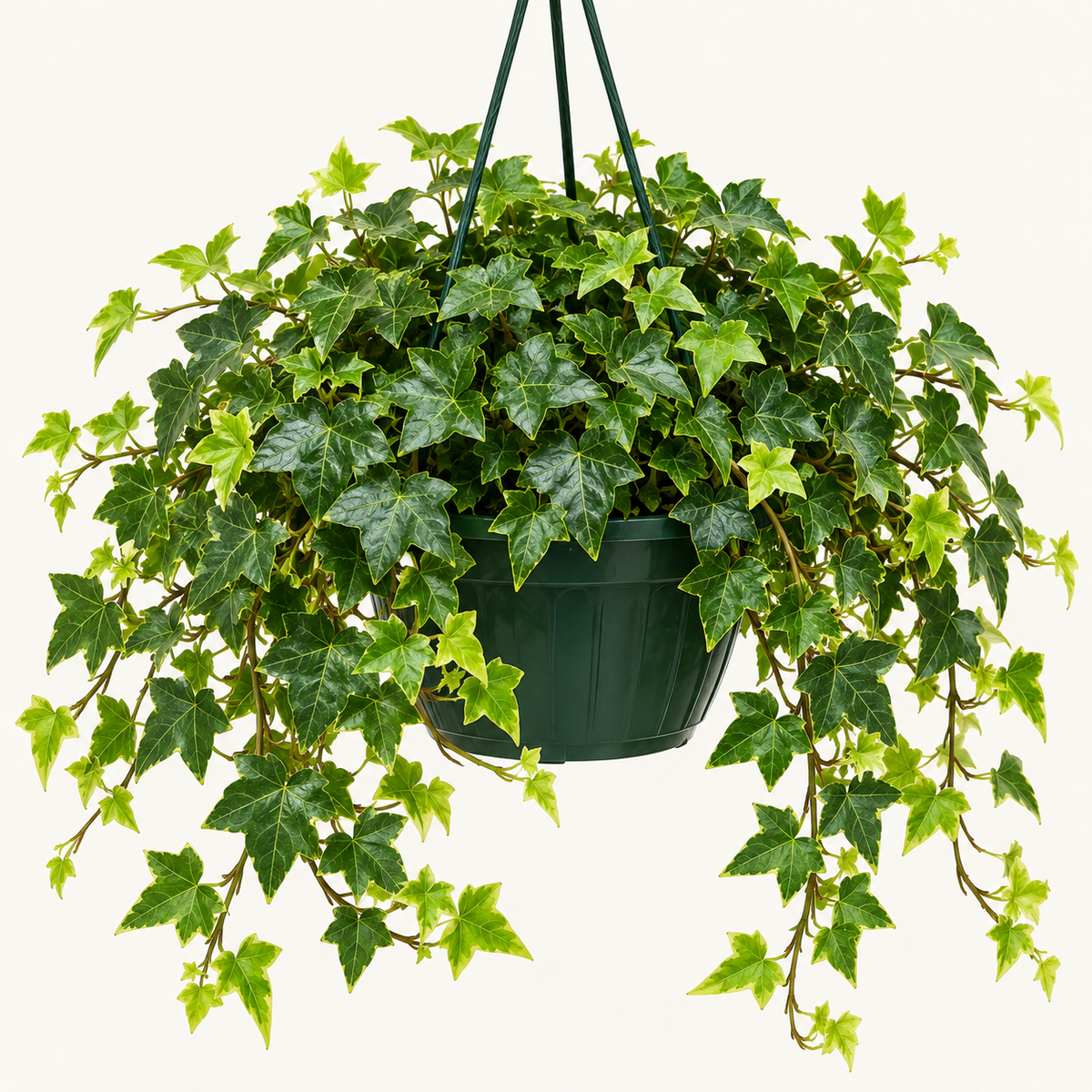 8in Ivy