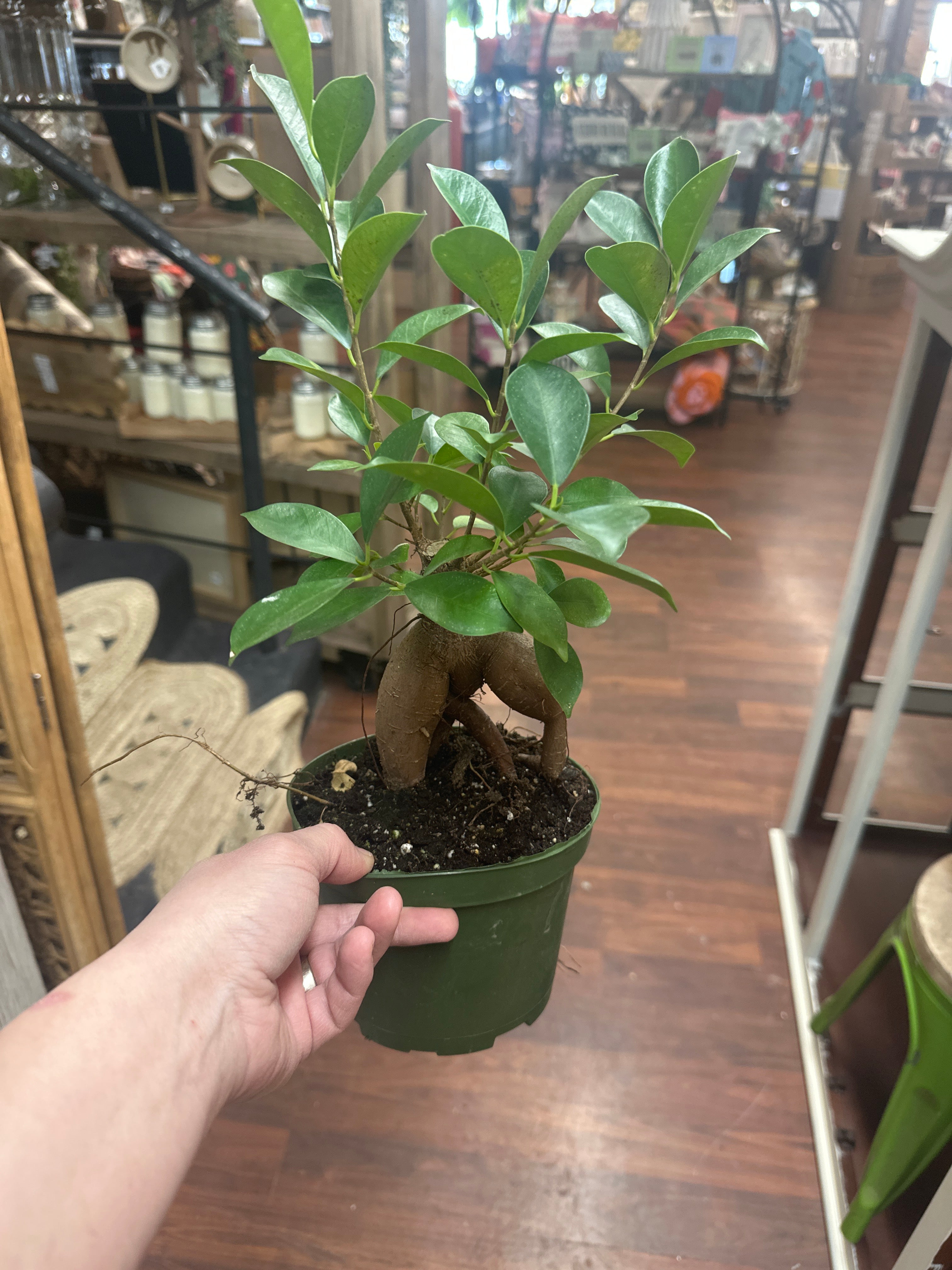 6in Ficus Ginseng