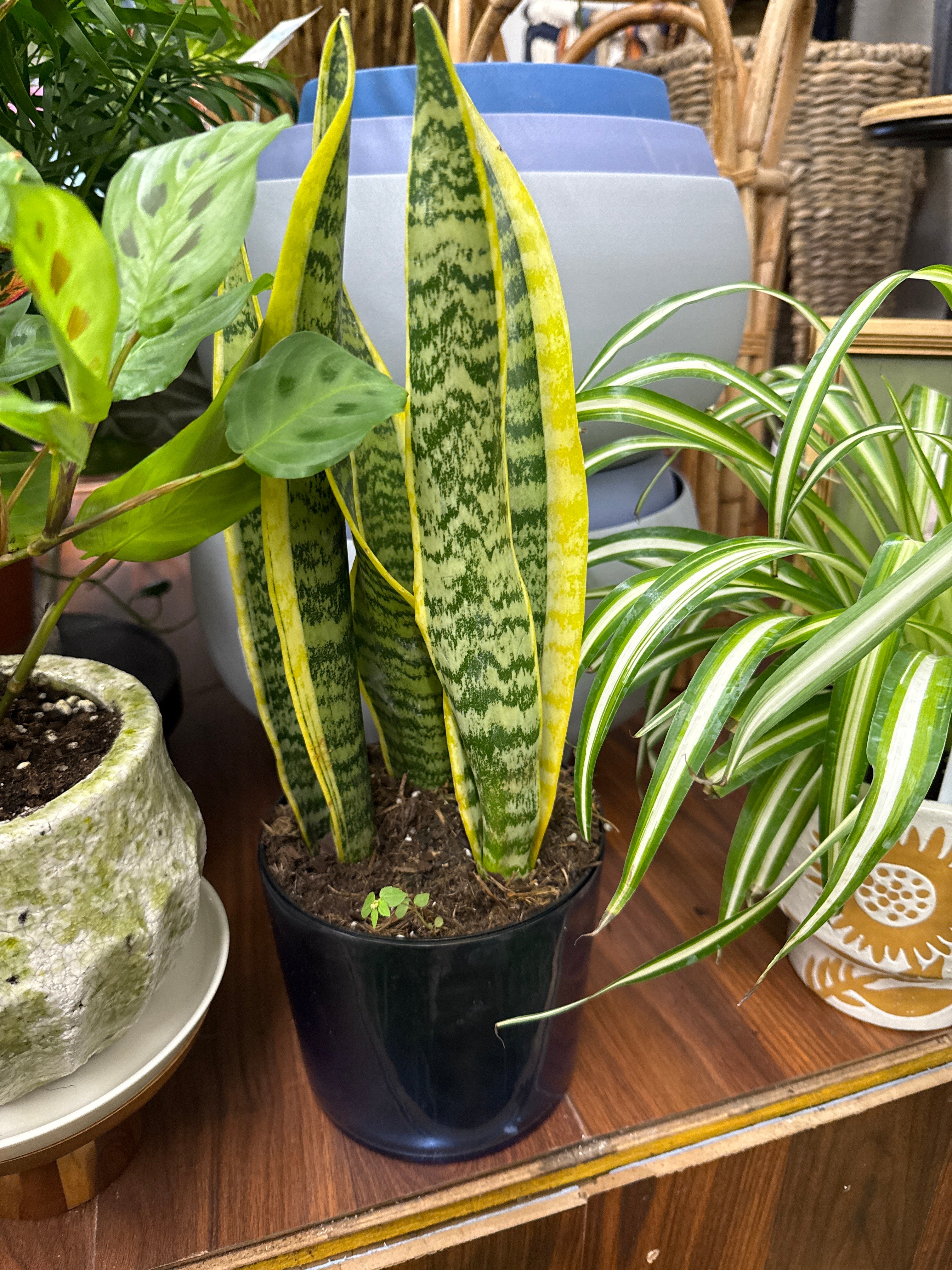 6in Laurentii Sansevieria