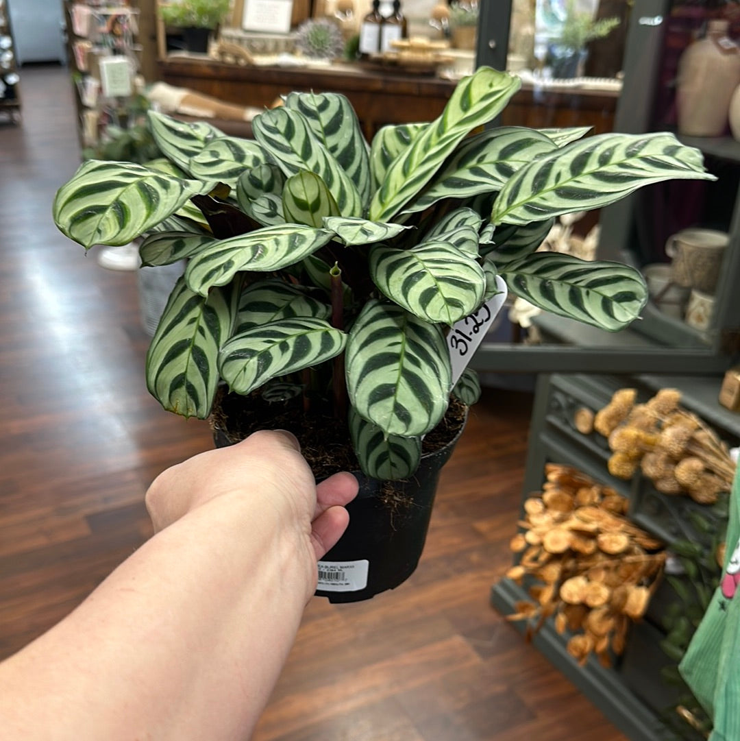 6in Calathea Burle Marx